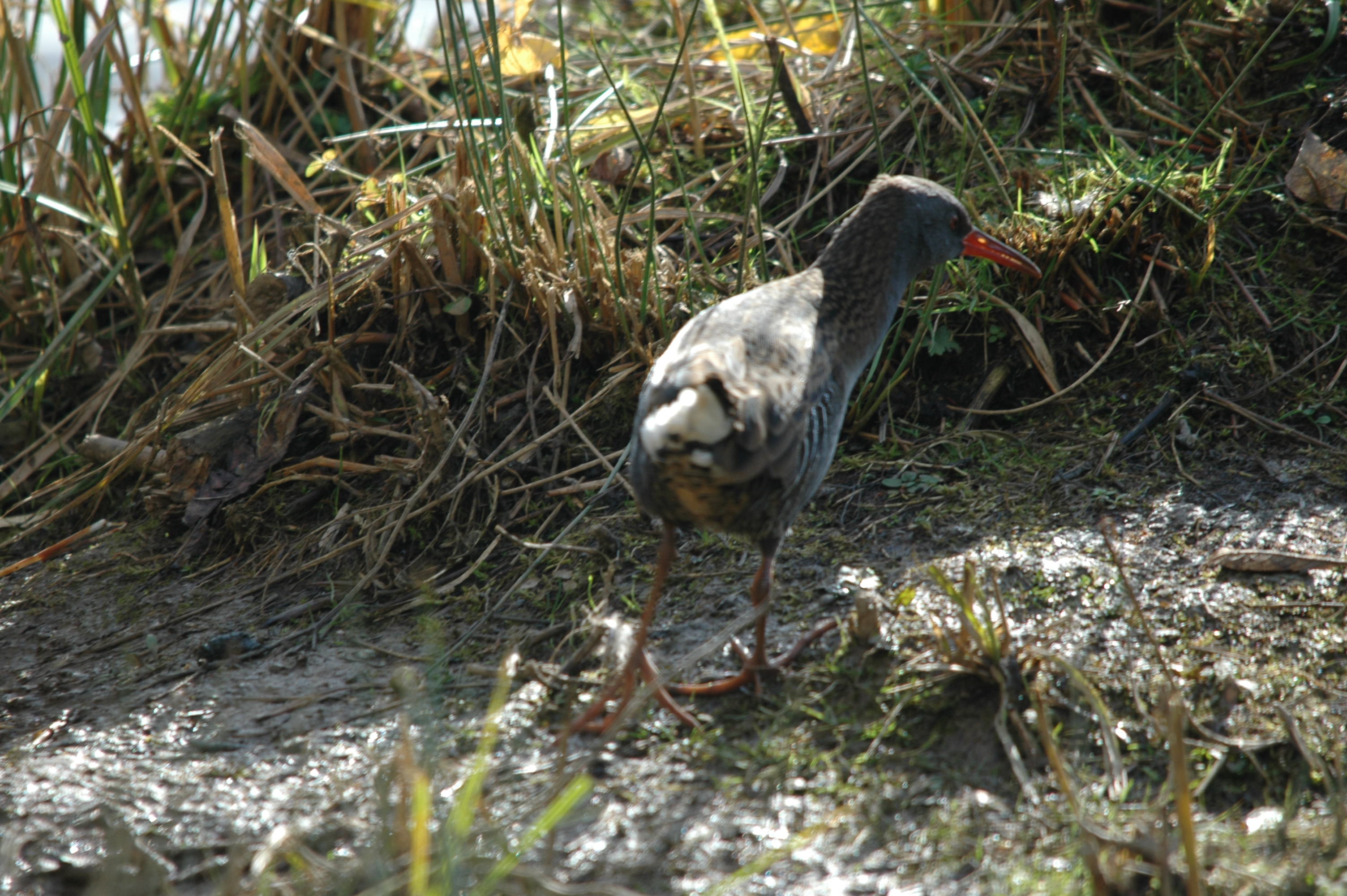 photos/wildlife/Bird_Species/047-Rails-Crakes/1271-Water_Rail/DSC_4070.JPG