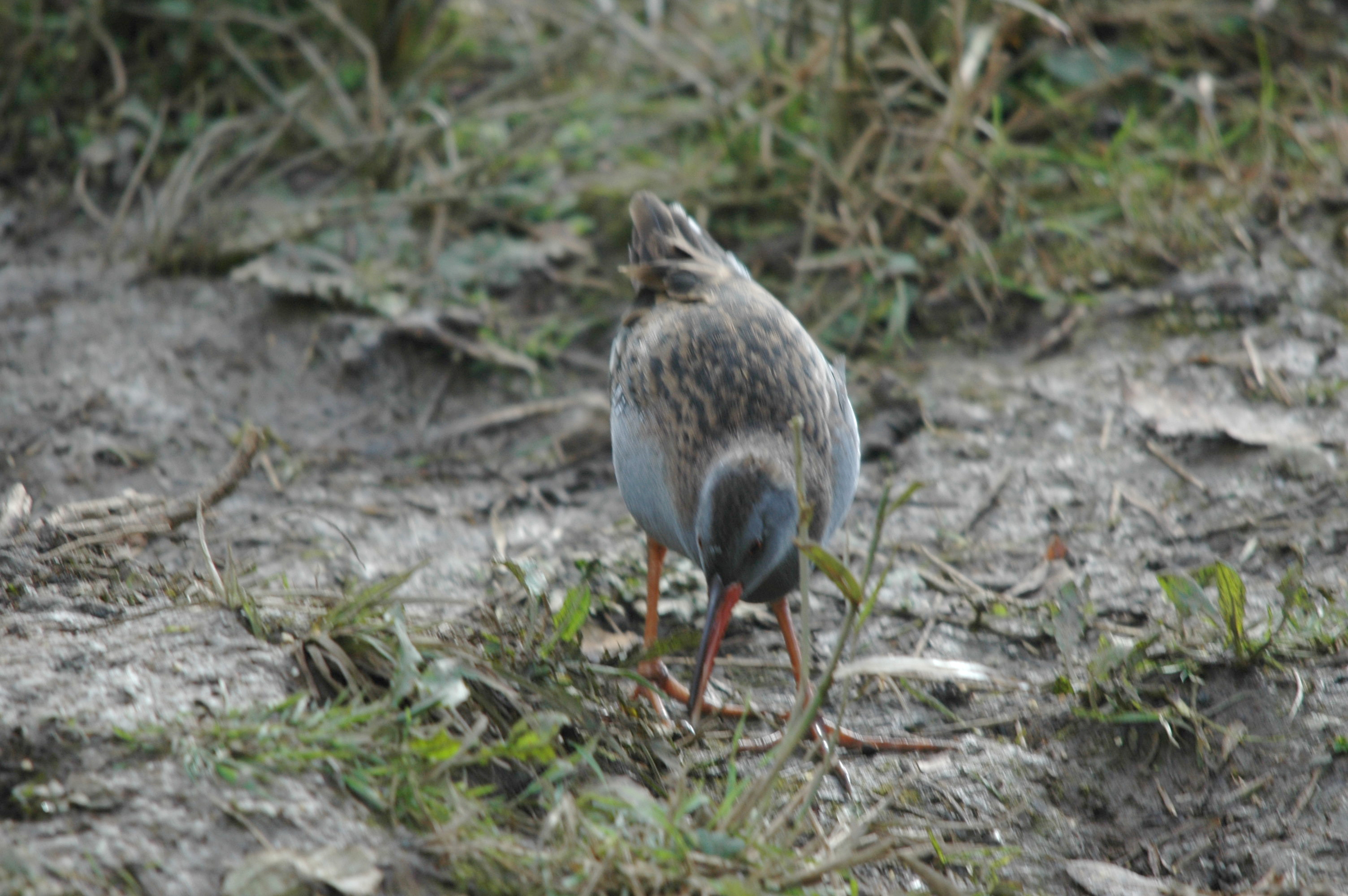 photos/wildlife/Bird_Species/047-Rails-Crakes/1271-Water_Rail/DSC_4076.JPG