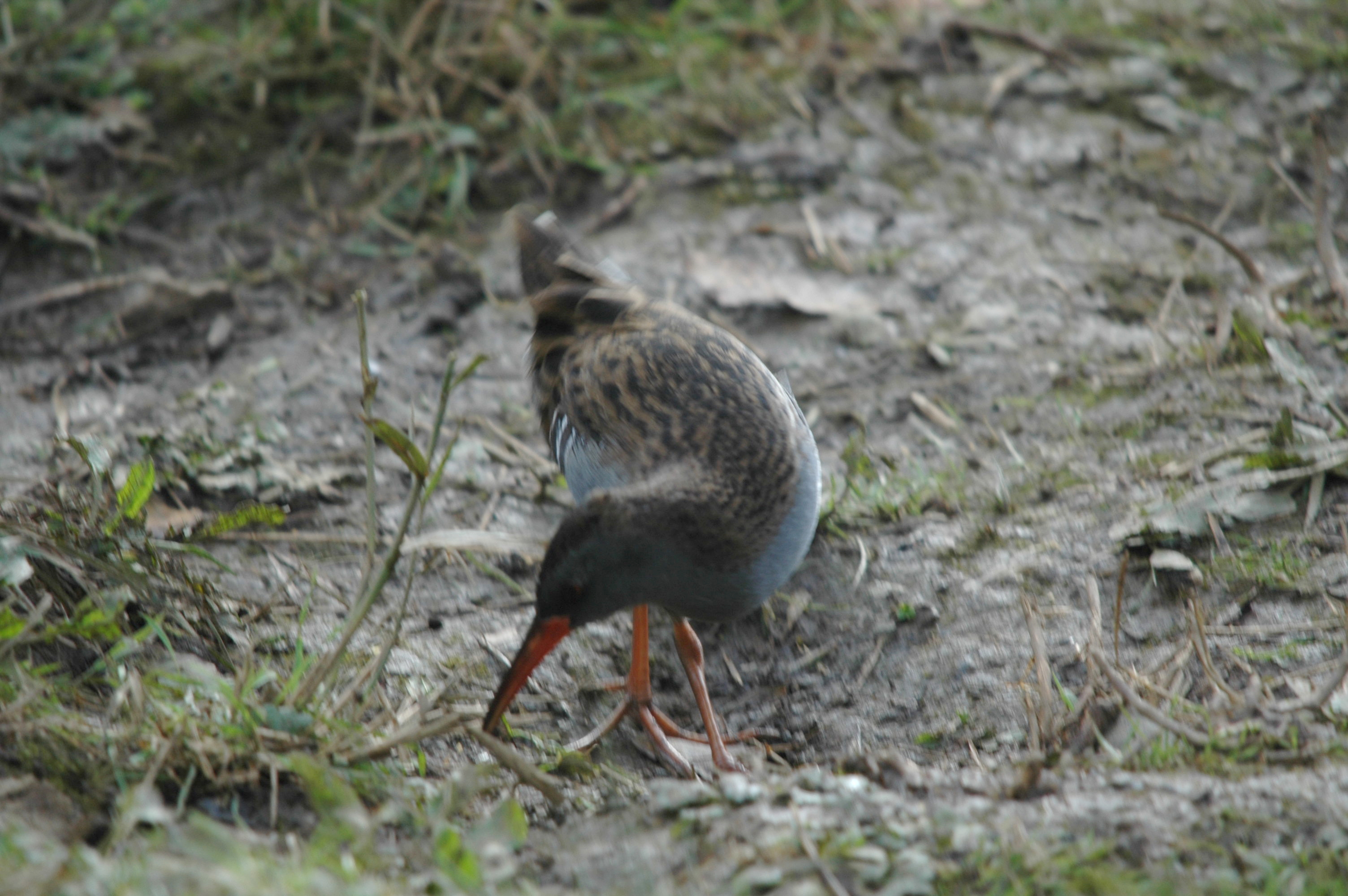 photos/wildlife/Bird_Species/047-Rails-Crakes/1271-Water_Rail/DSC_4077.JPG