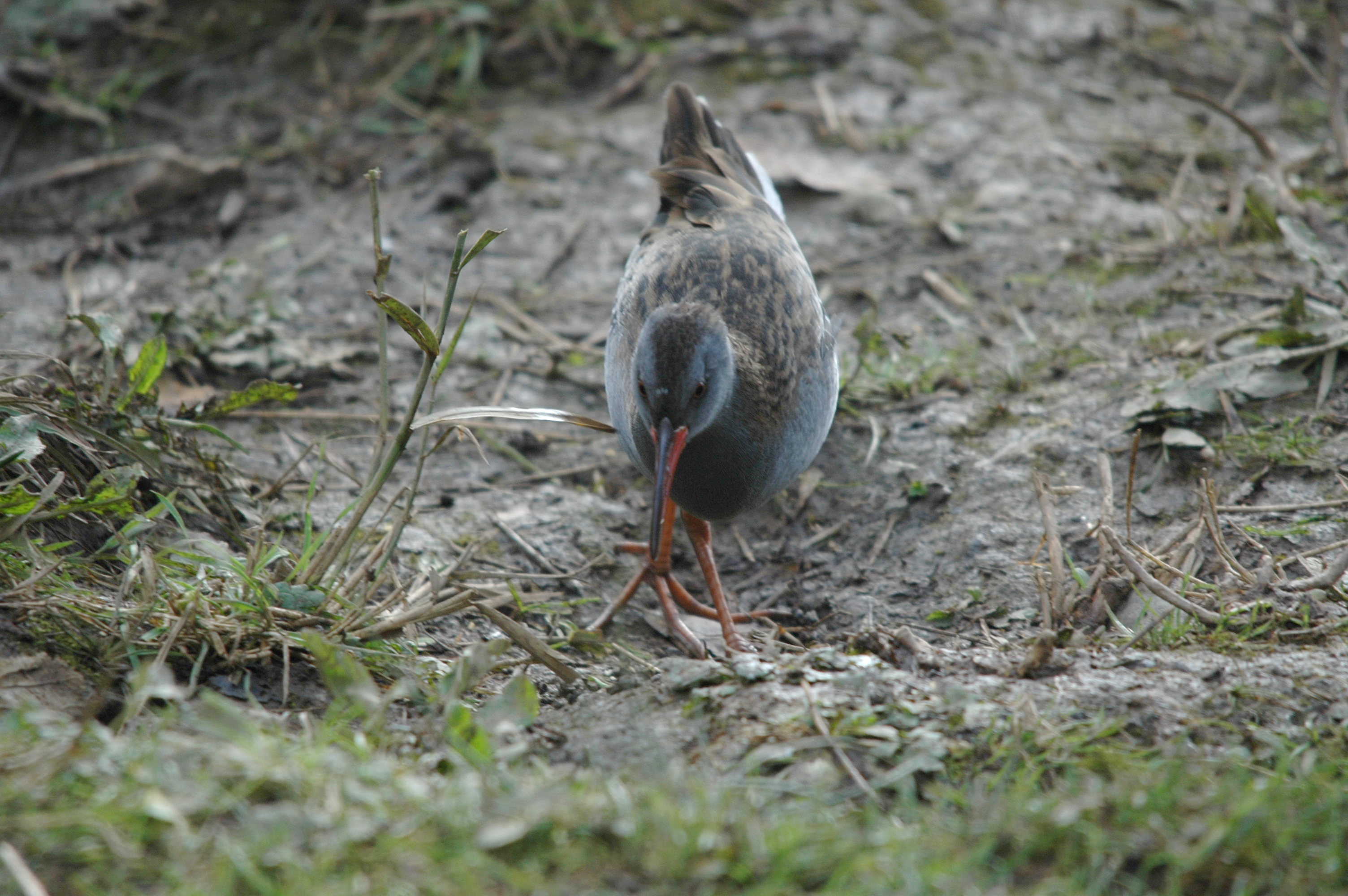 photos/wildlife/Bird_Species/047-Rails-Crakes/1271-Water_Rail/DSC_4078.JPG