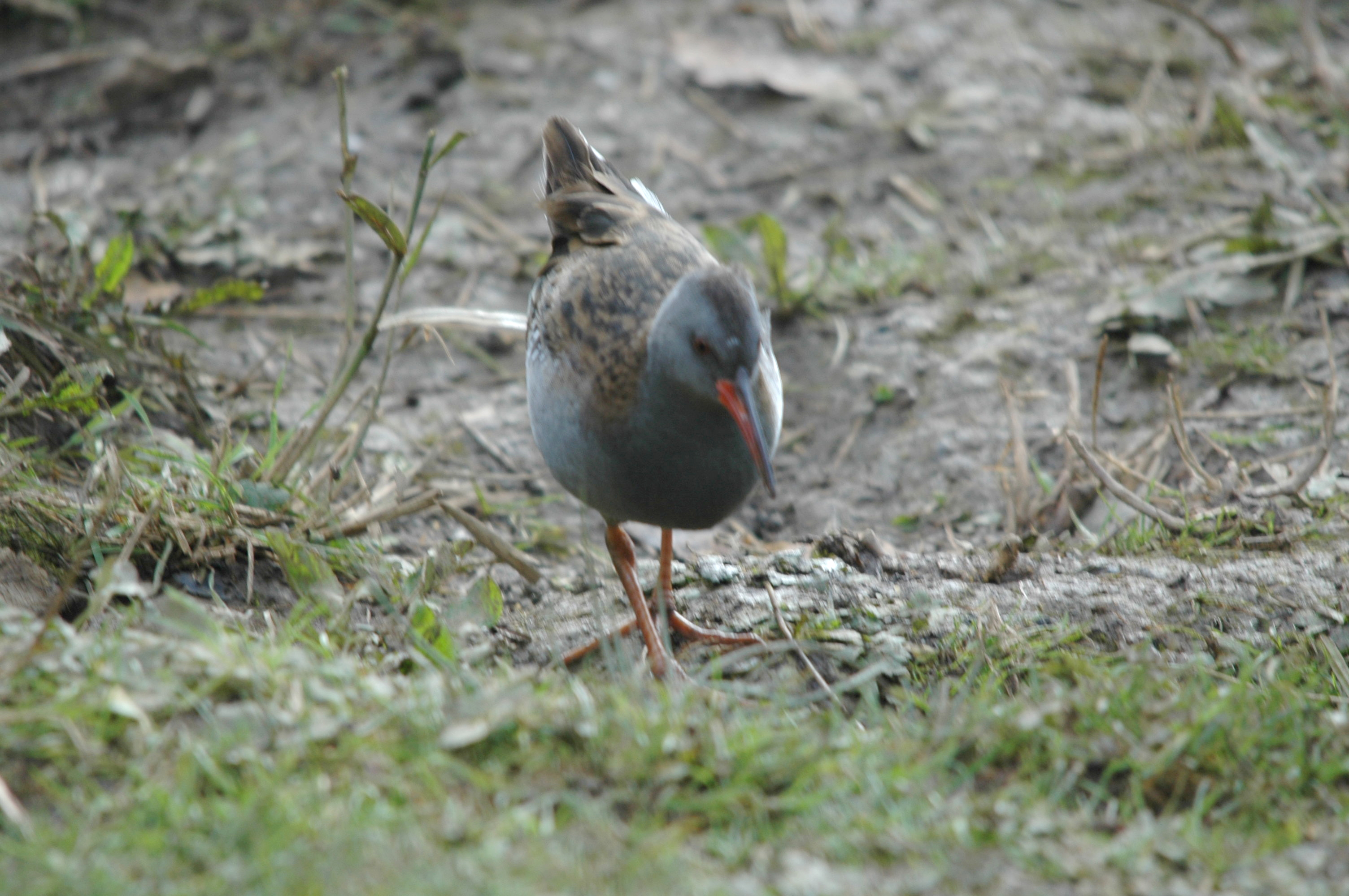 photos/wildlife/Bird_Species/047-Rails-Crakes/1271-Water_Rail/DSC_4079.JPG