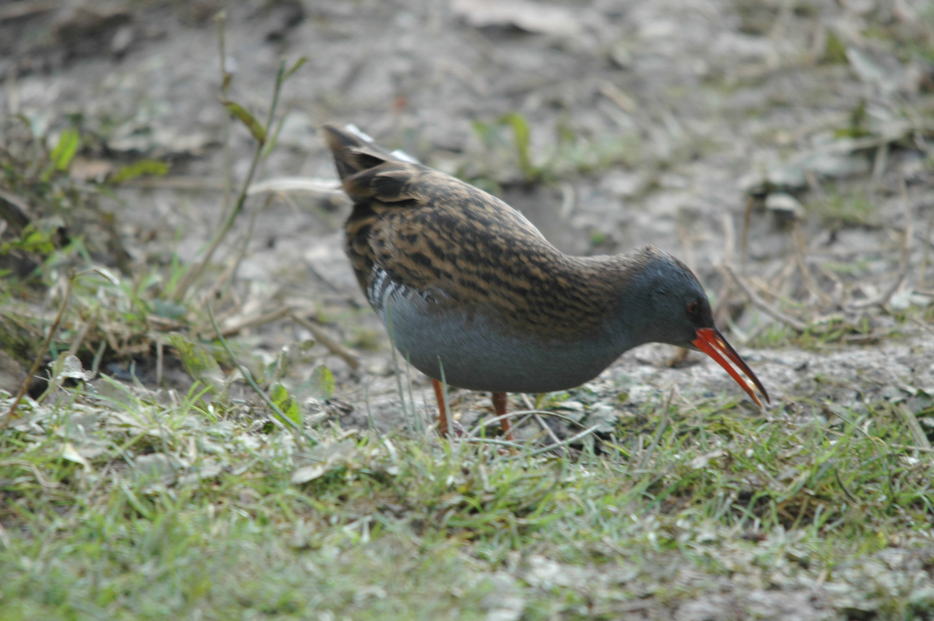 photos/wildlife/Bird_Species/047-Rails-Crakes/1271-Water_Rail/DSC_4080.JPG
