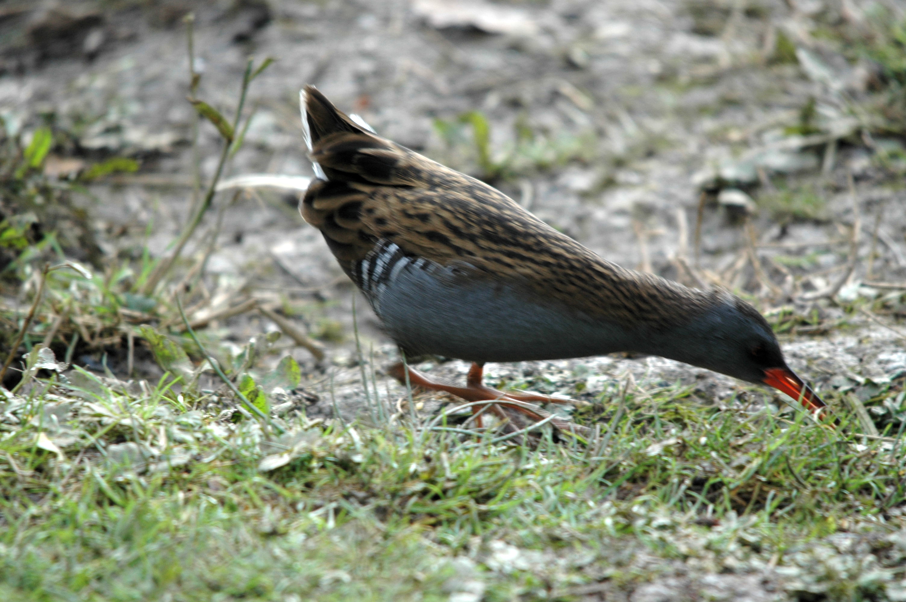 photos/wildlife/Bird_Species/047-Rails-Crakes/1271-Water_Rail/DSC_4081.JPG