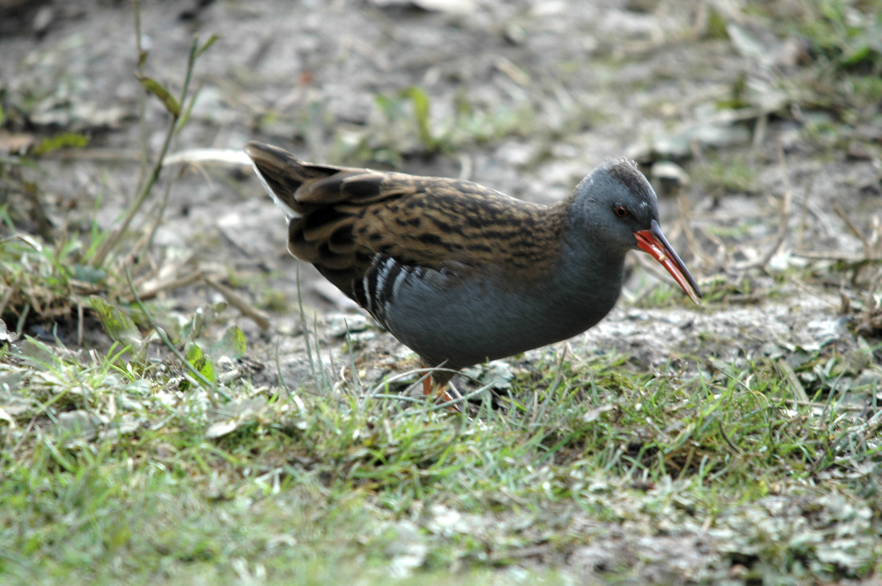 photos/wildlife/Bird_Species/047-Rails-Crakes/1271-Water_Rail/DSC_4082.JPG