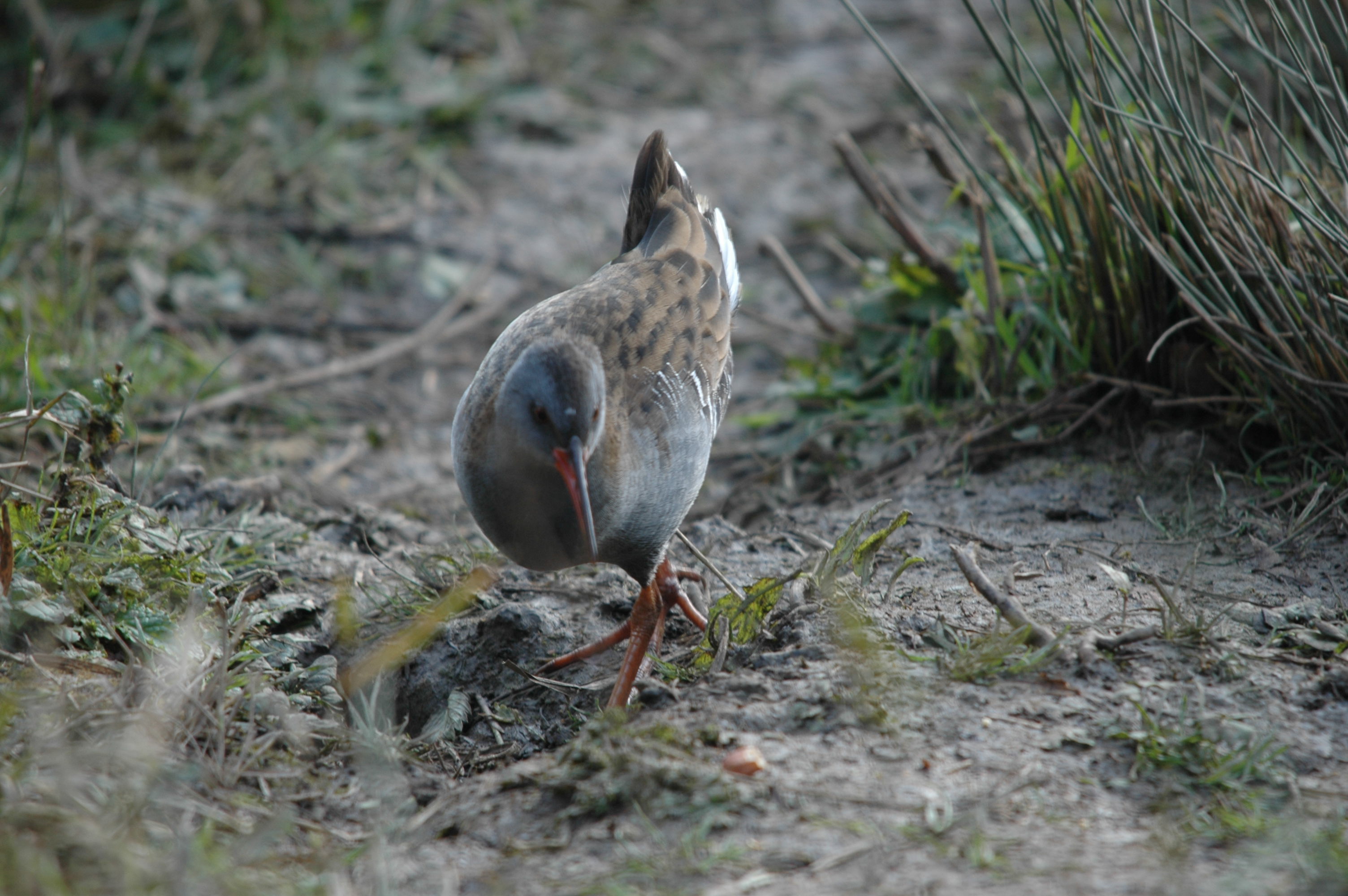 photos/wildlife/Bird_Species/047-Rails-Crakes/1271-Water_Rail/DSC_4129.JPG