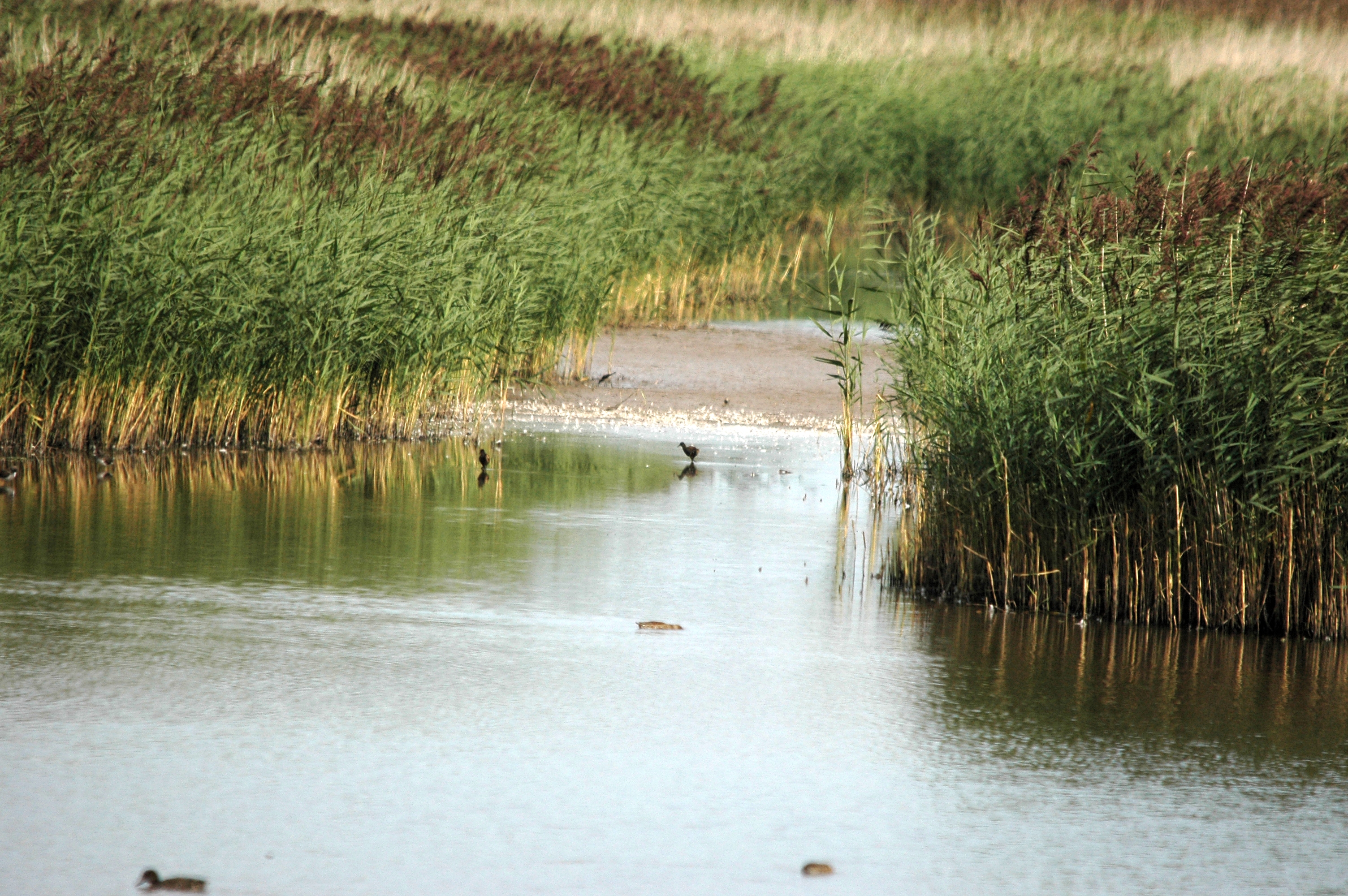 photos/wildlife/Bird_Species/047-Rails-Crakes/1271-Water_Rail/DSC_7179.JPG