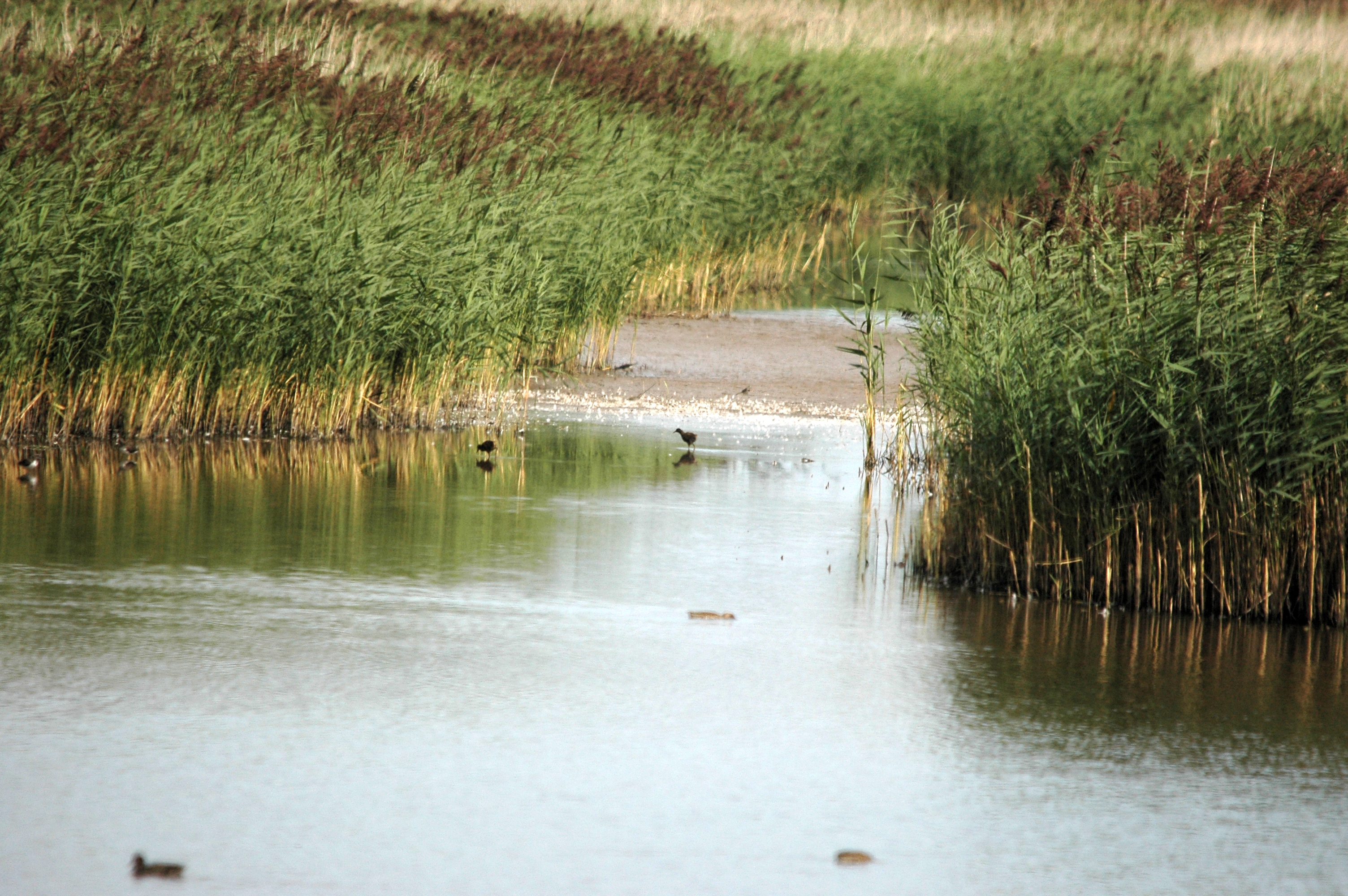 photos/wildlife/Bird_Species/047-Rails-Crakes/1271-Water_Rail/DSC_7180.JPG