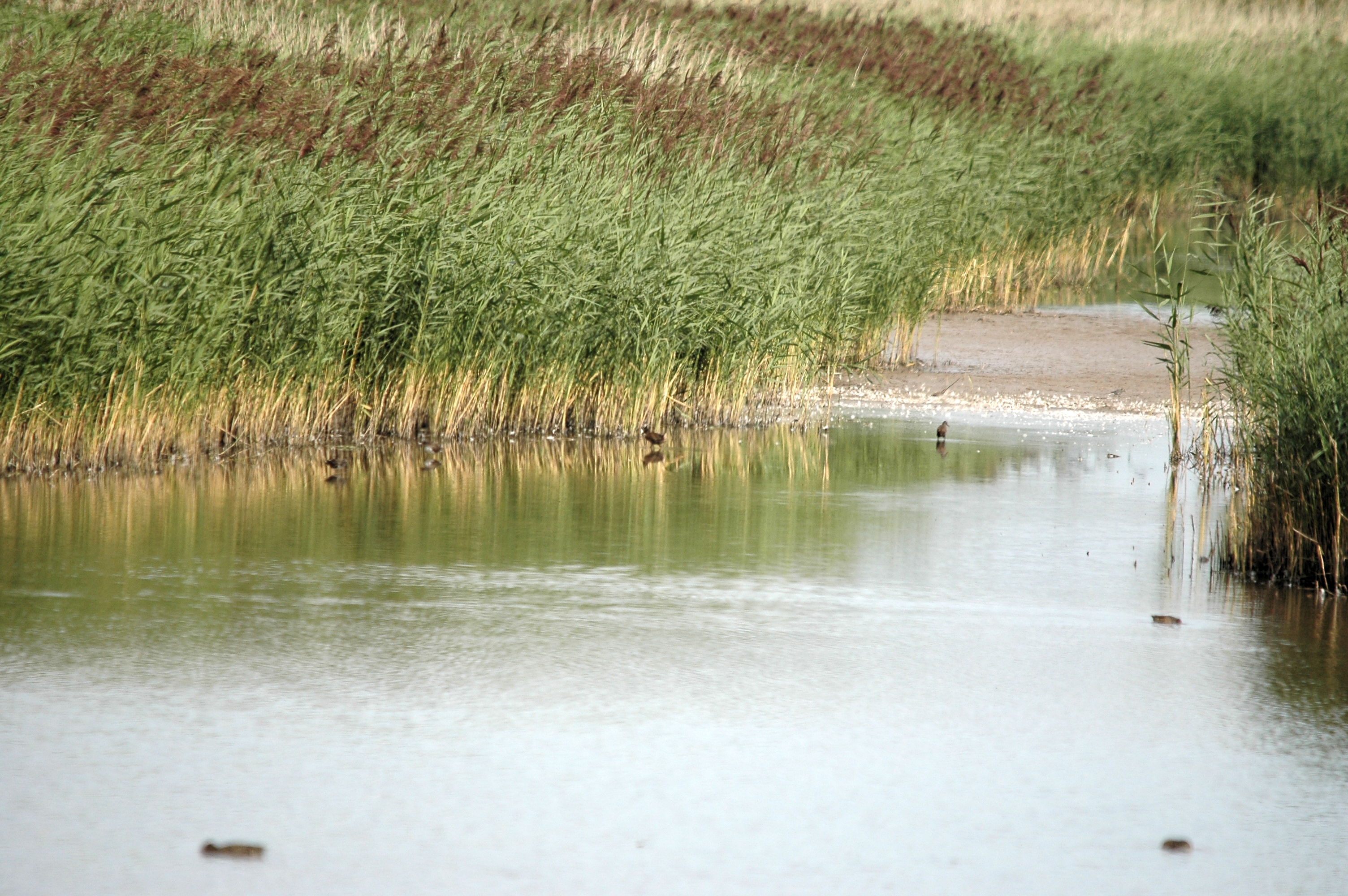 photos/wildlife/Bird_Species/047-Rails-Crakes/1271-Water_Rail/DSC_7181.JPG