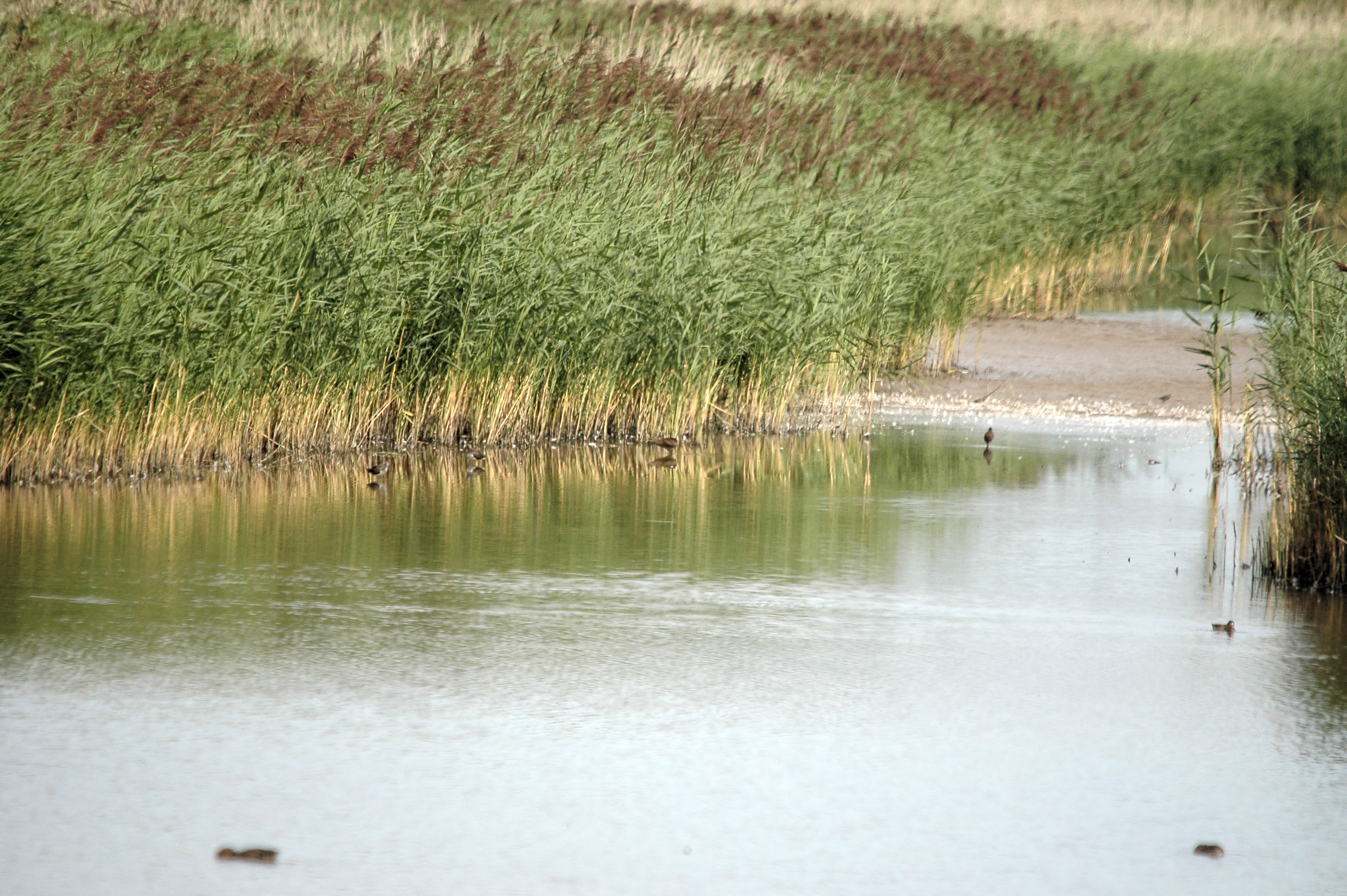 photos/wildlife/Bird_Species/047-Rails-Crakes/1271-Water_Rail/DSC_7182.JPG