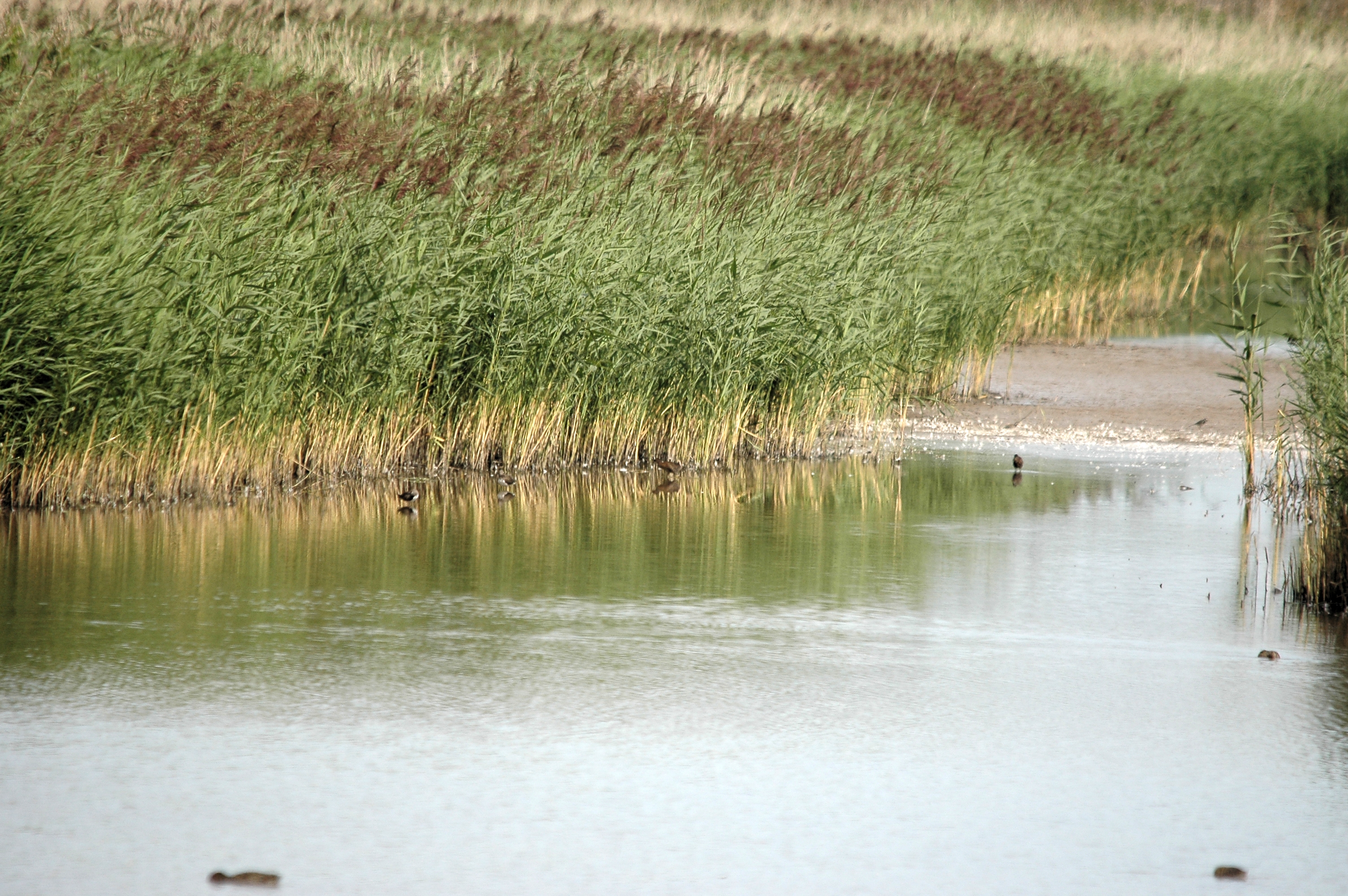 photos/wildlife/Bird_Species/047-Rails-Crakes/1271-Water_Rail/DSC_7183.JPG