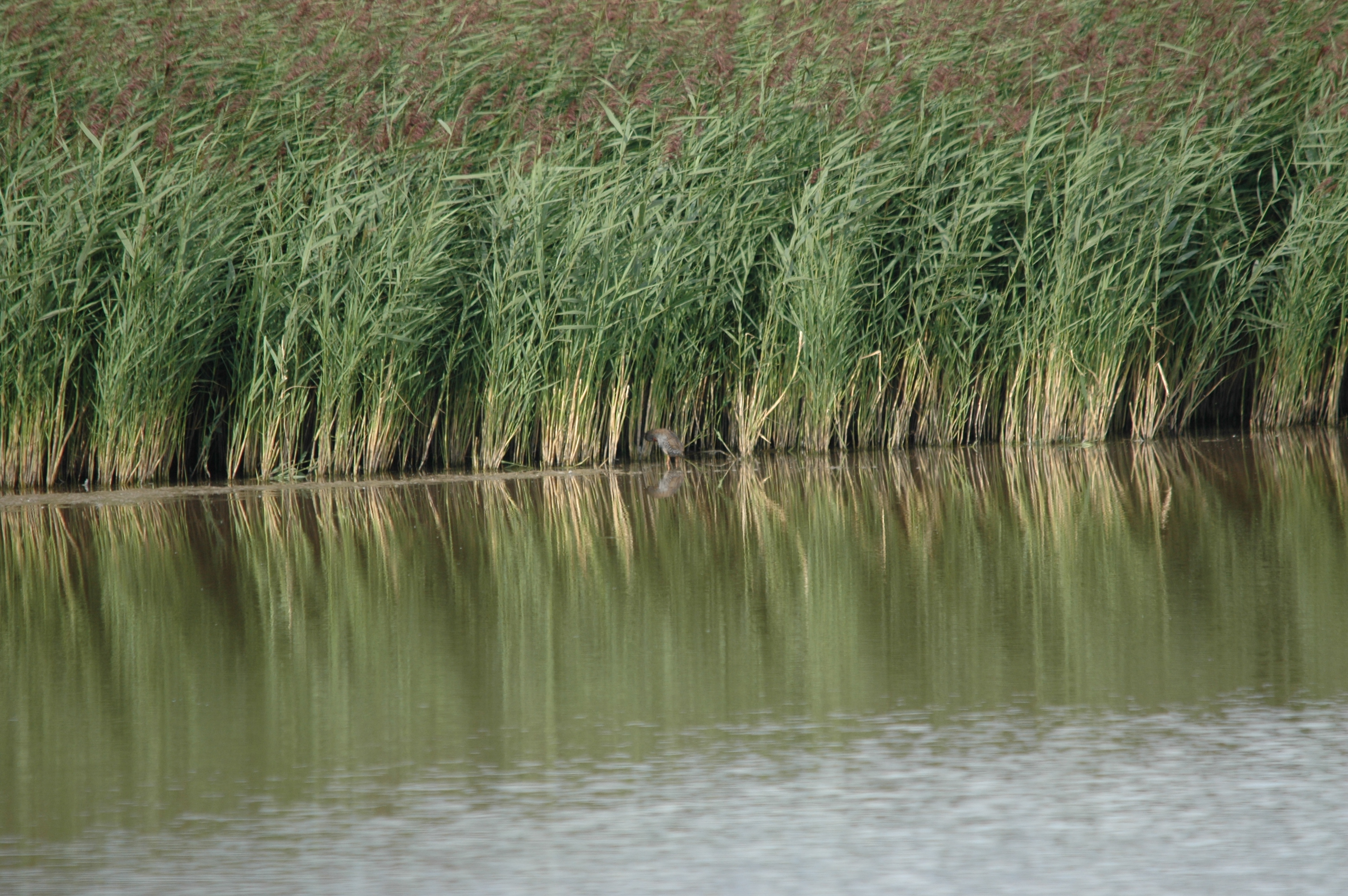 photos/wildlife/Bird_Species/047-Rails-Crakes/1271-Water_Rail/DSC_7224.JPG
