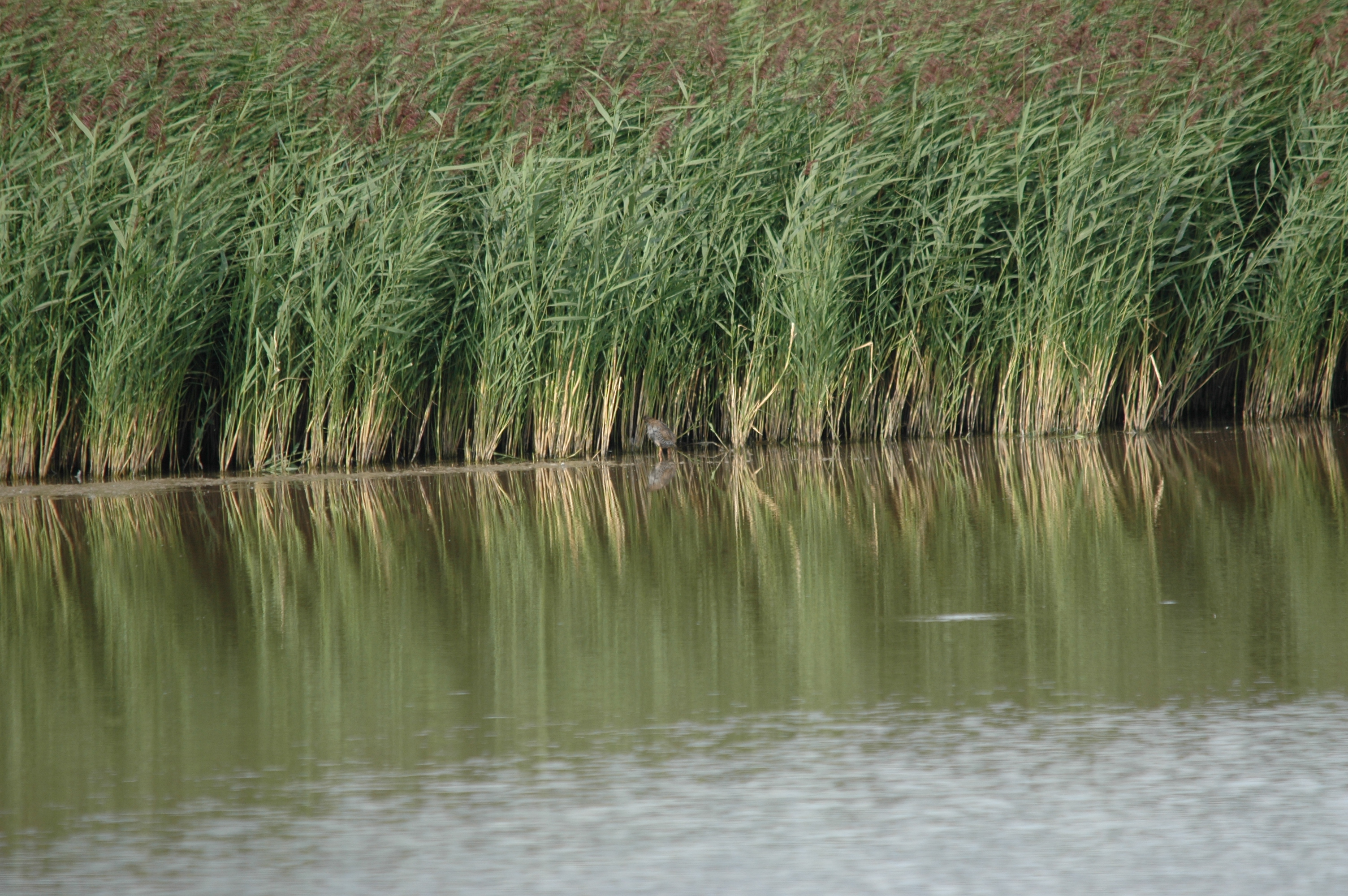 photos/wildlife/Bird_Species/047-Rails-Crakes/1271-Water_Rail/DSC_7225.JPG