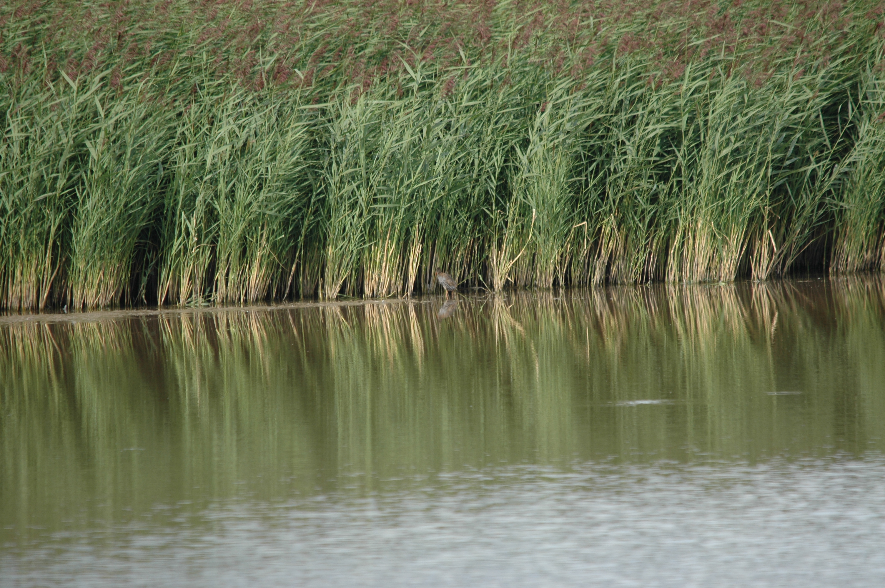 photos/wildlife/Bird_Species/047-Rails-Crakes/1271-Water_Rail/DSC_7226.JPG