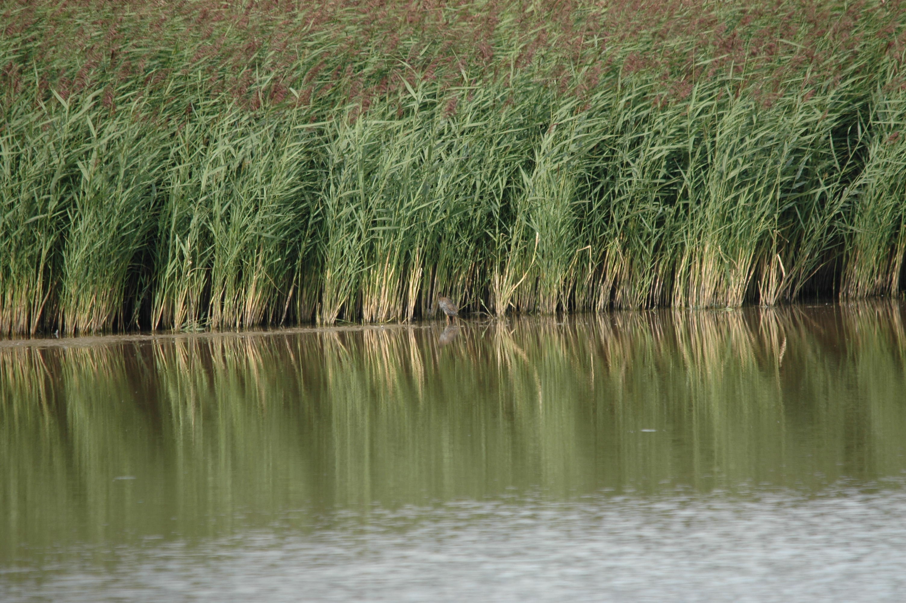 photos/wildlife/Bird_Species/047-Rails-Crakes/1271-Water_Rail/DSC_7227.JPG