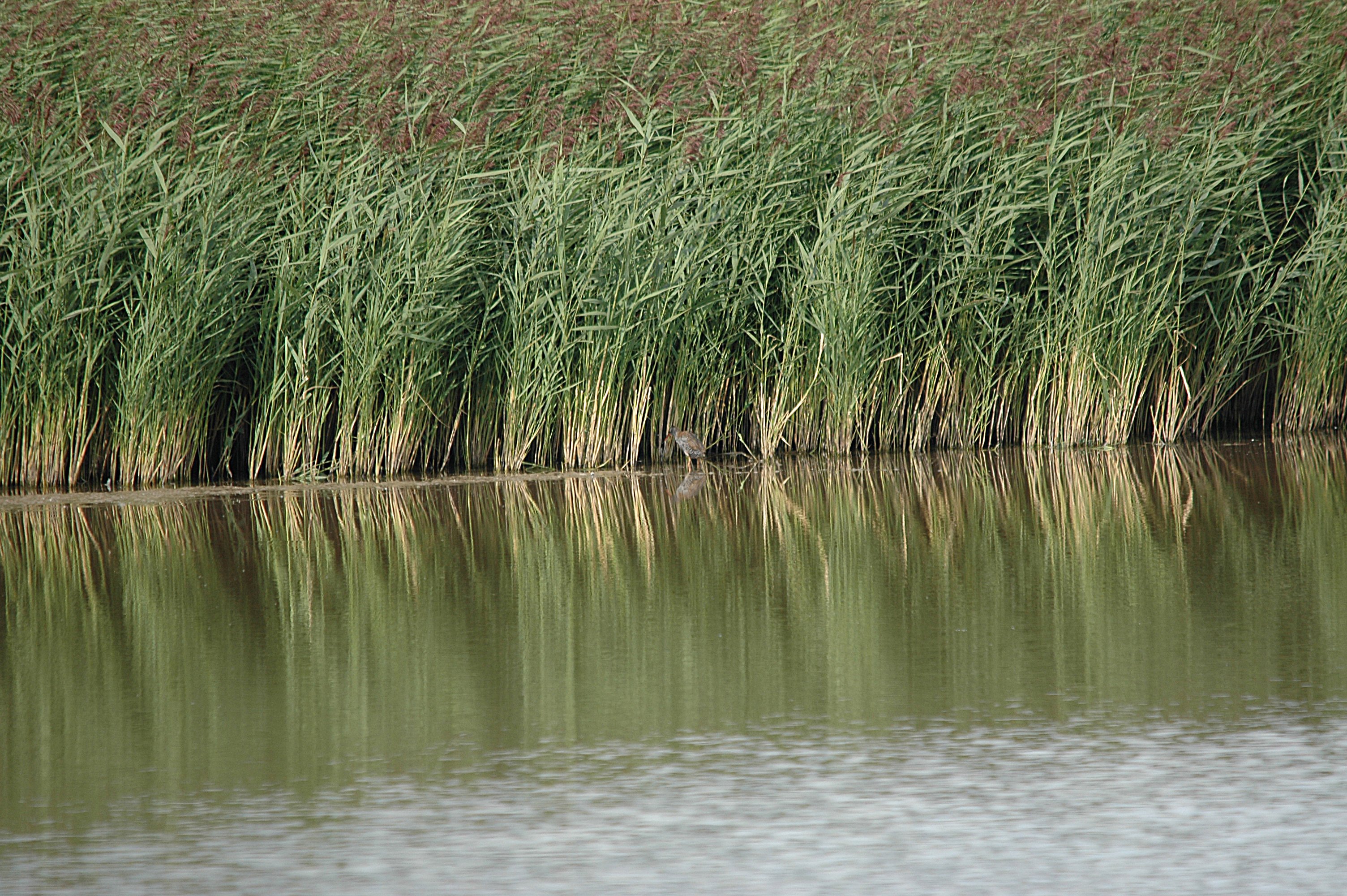 photos/wildlife/Bird_Species/047-Rails-Crakes/1271-Water_Rail/DSC_7228.JPG