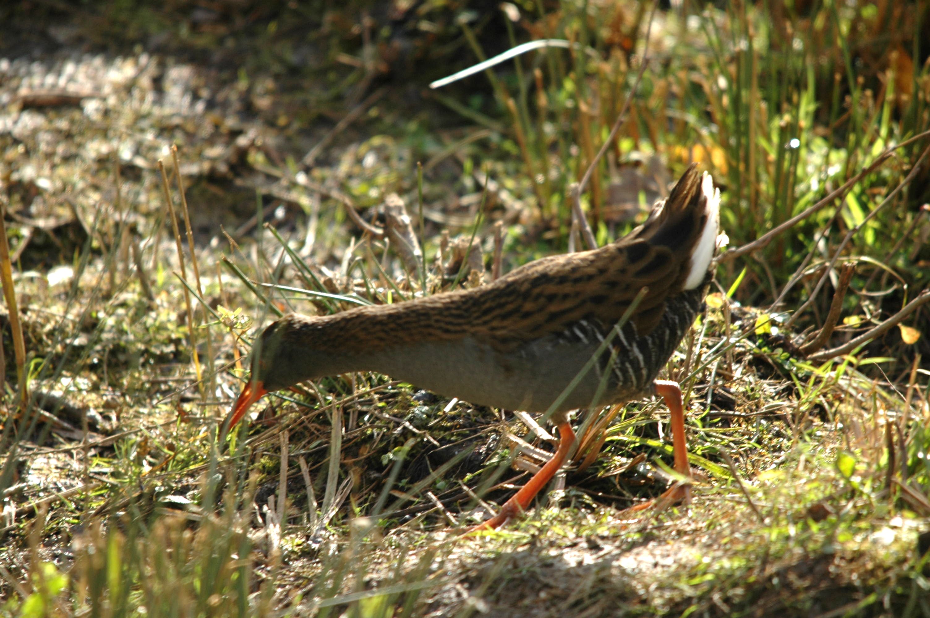photos/wildlife/Bird_Species/047-Rails-Crakes/1271-Water_Rail/Dsc_4065.jpg