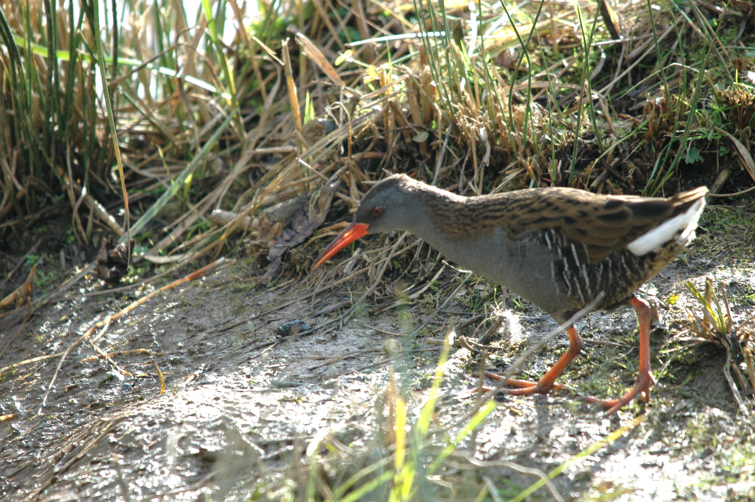 photos/wildlife/Bird_Species/047-Rails-Crakes/1271-Water_Rail/Dsc_4068.jpg