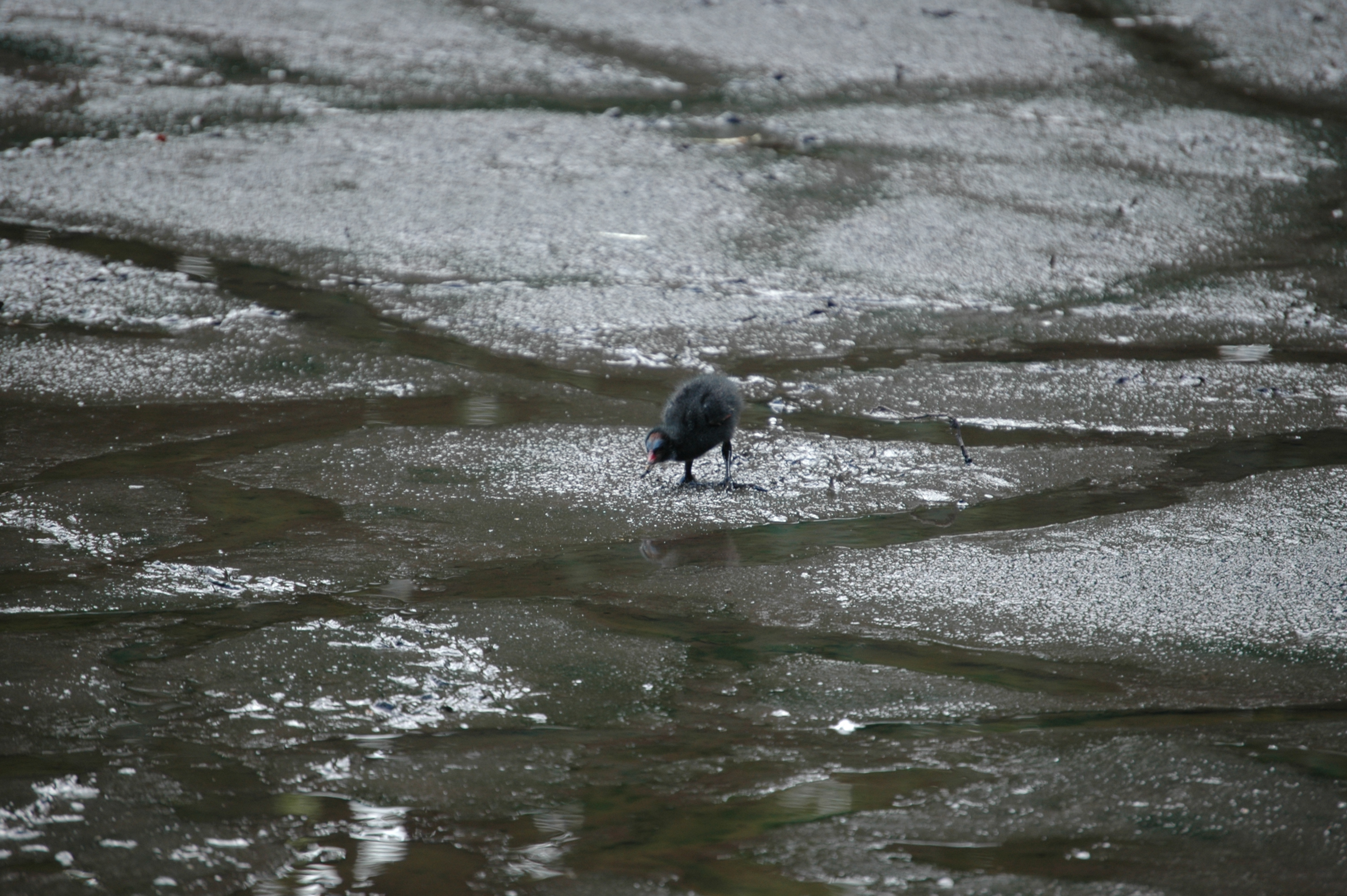 photos/wildlife/Bird_Species/047-Rails-Crakes/1353-Common_Moorhen/20050806-MartinMere-02.jpg