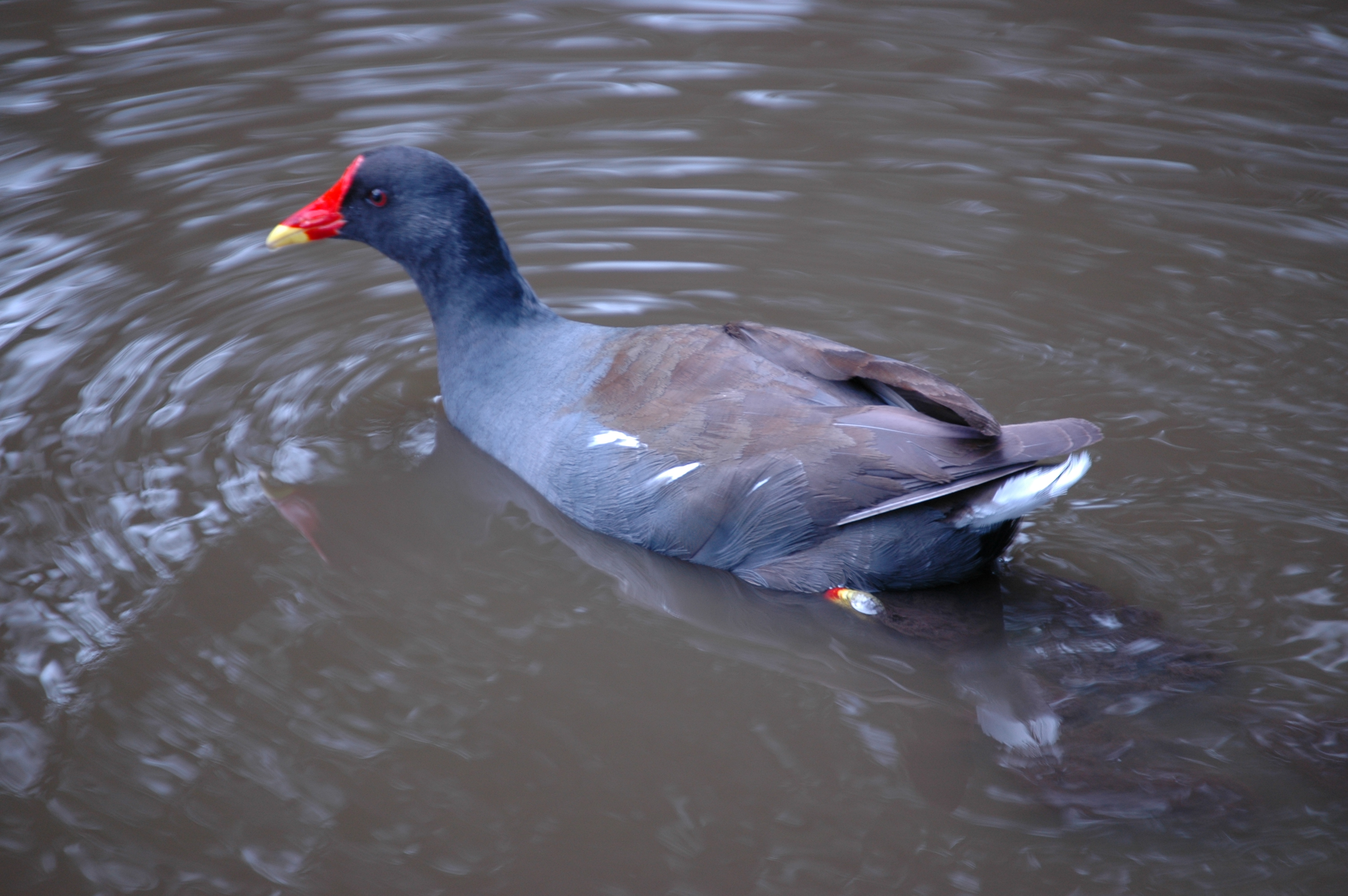 photos/wildlife/Bird_Species/047-Rails-Crakes/1353-Common_Moorhen/20050806-MartinMere-04.jpg