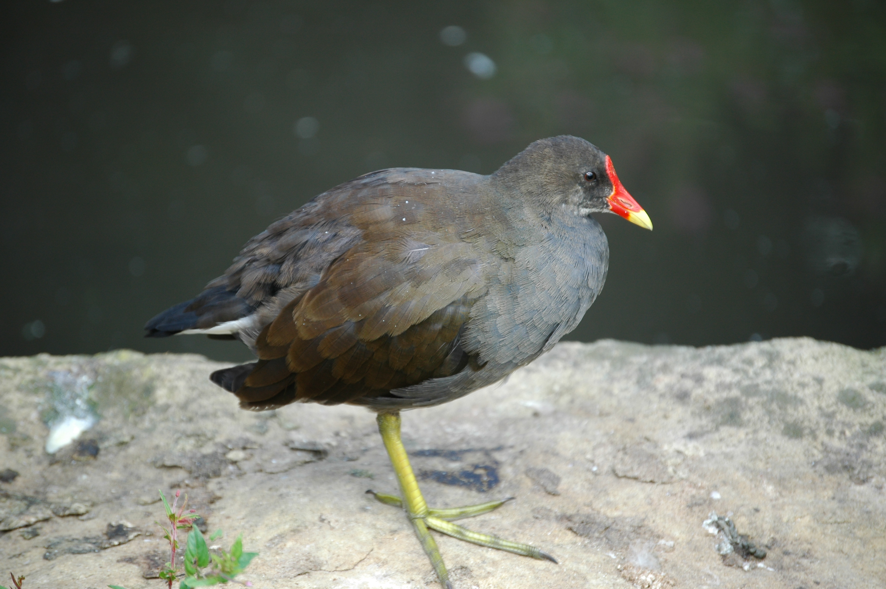 photos/wildlife/Bird_Species/047-Rails-Crakes/1353-Common_Moorhen/20050806-MartinMere-06.jpg