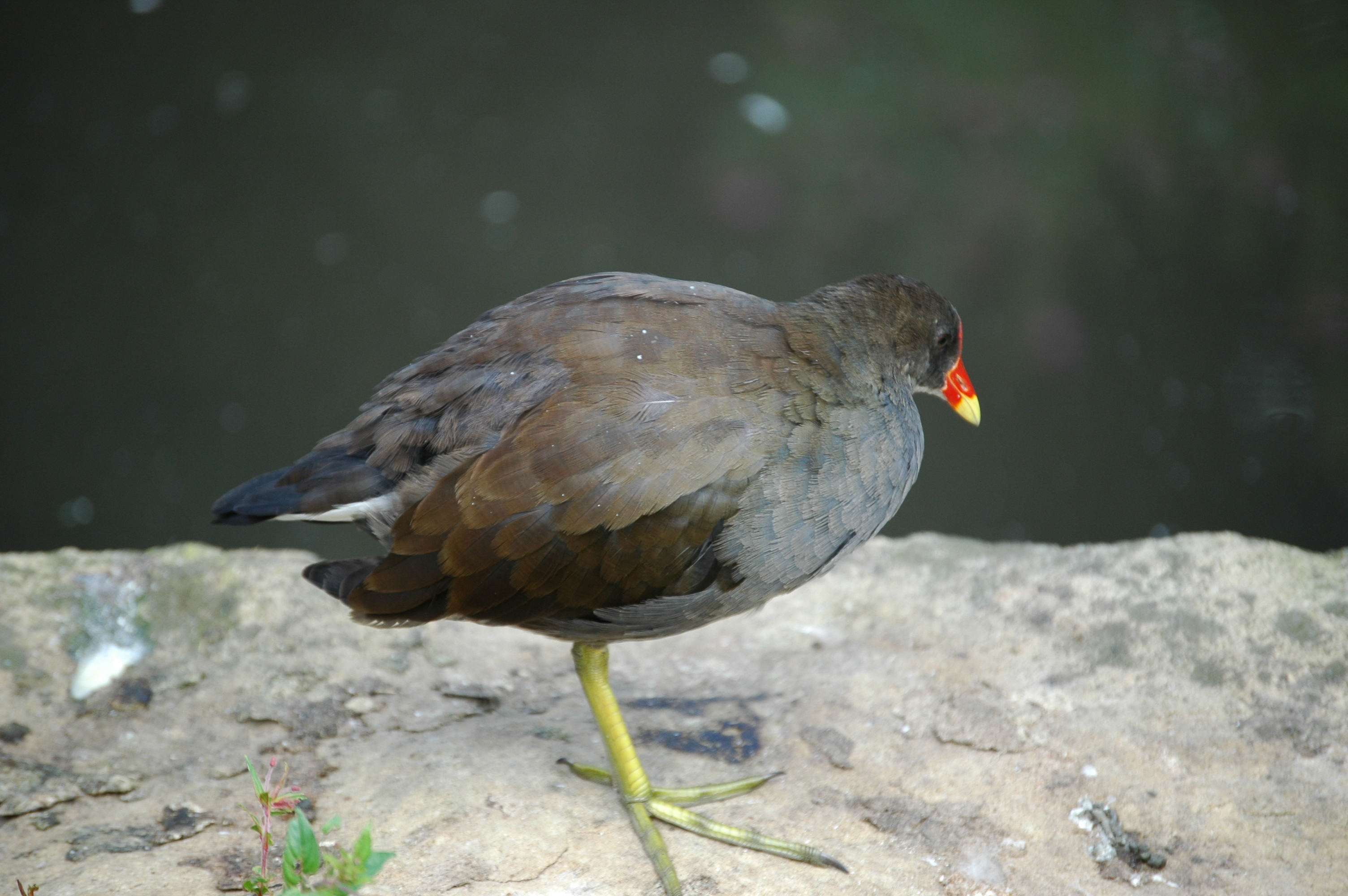 photos/wildlife/Bird_Species/047-Rails-Crakes/1353-Common_Moorhen/20050806-MartinMere-07.jpg