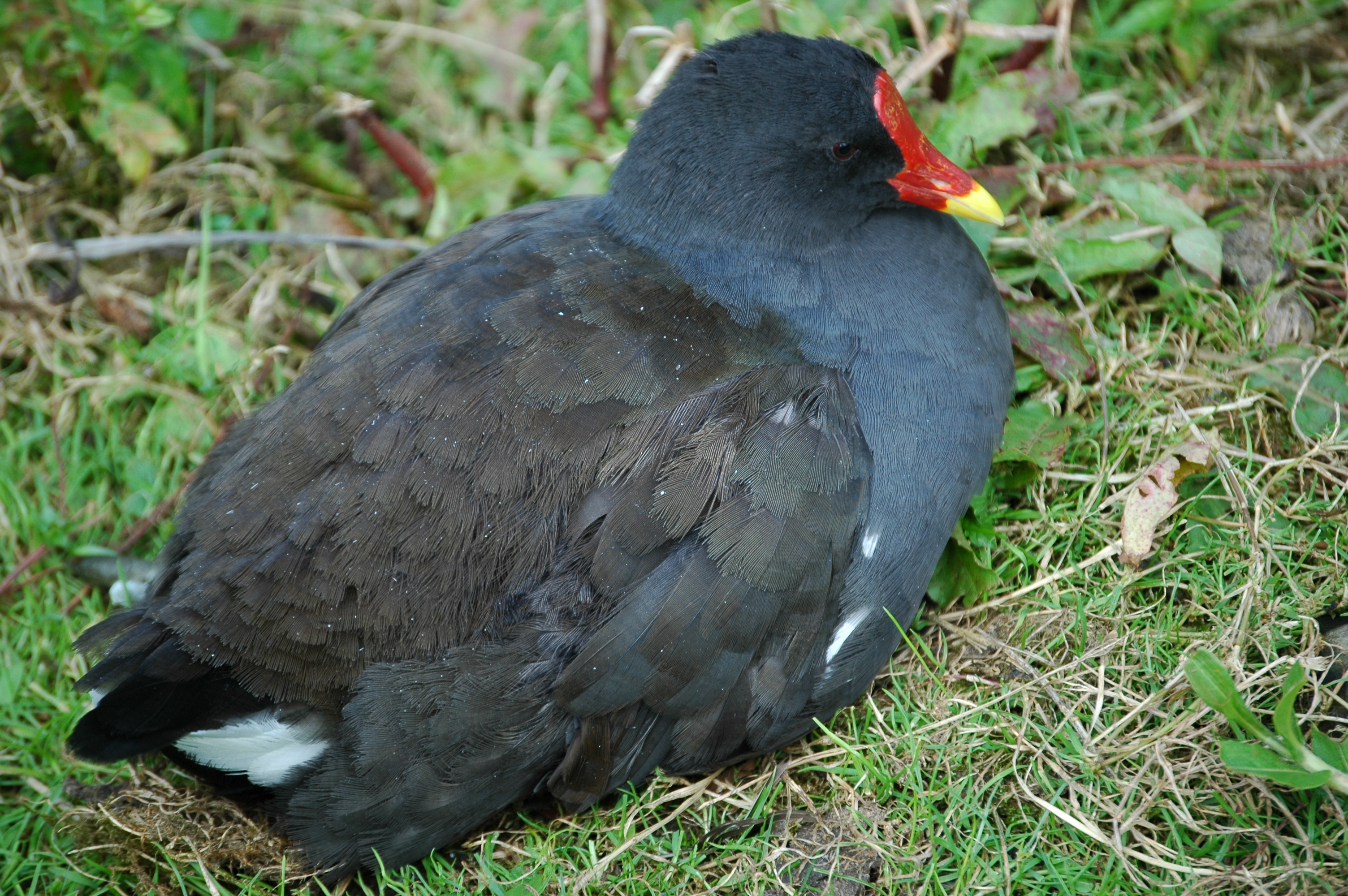 photos/wildlife/Bird_Species/047-Rails-Crakes/1353-Common_Moorhen/20050806-MartinMere-08.jpg