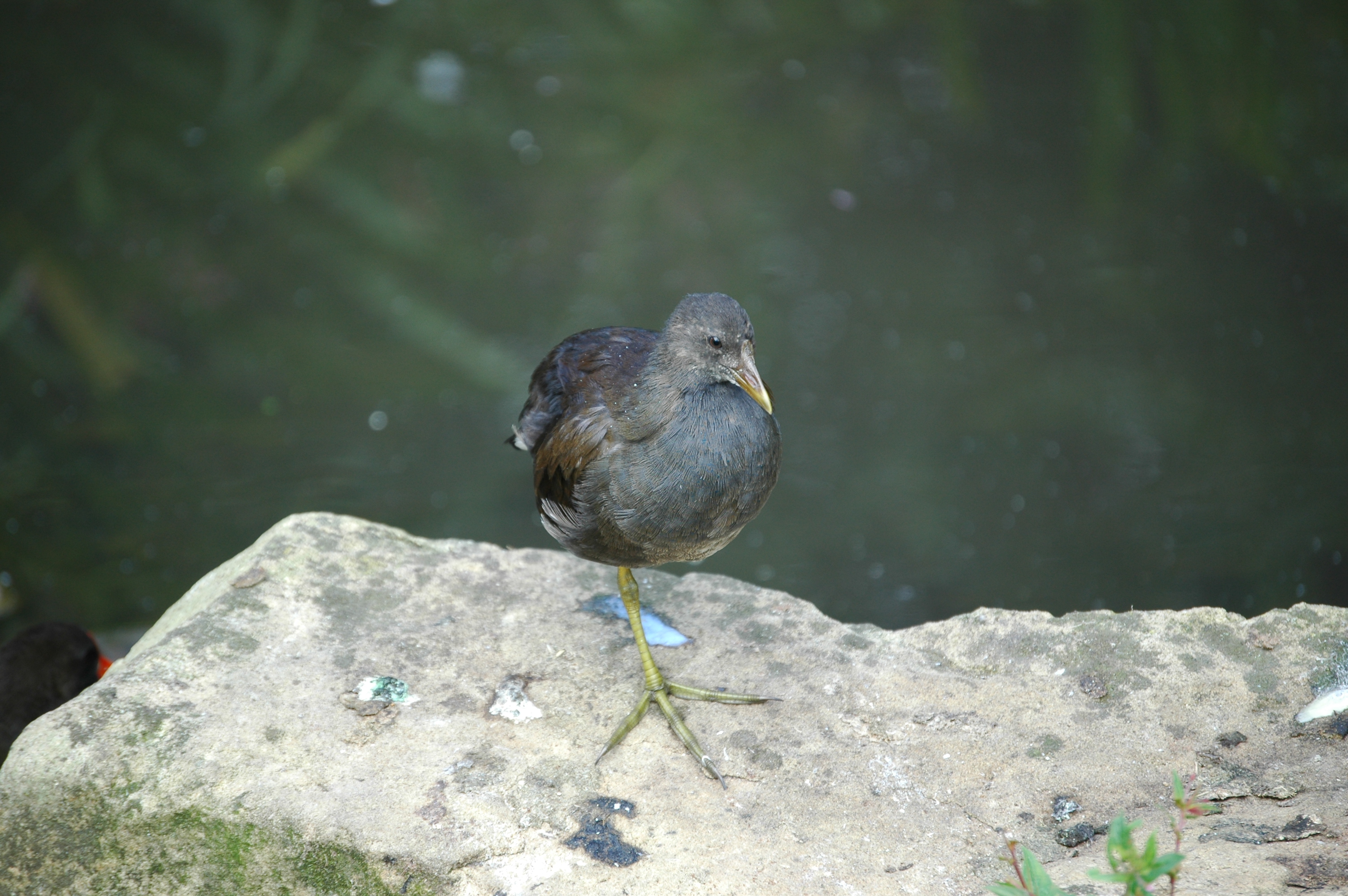photos/wildlife/Bird_Species/047-Rails-Crakes/1353-Common_Moorhen/20050806-MartinMere-09.jpg
