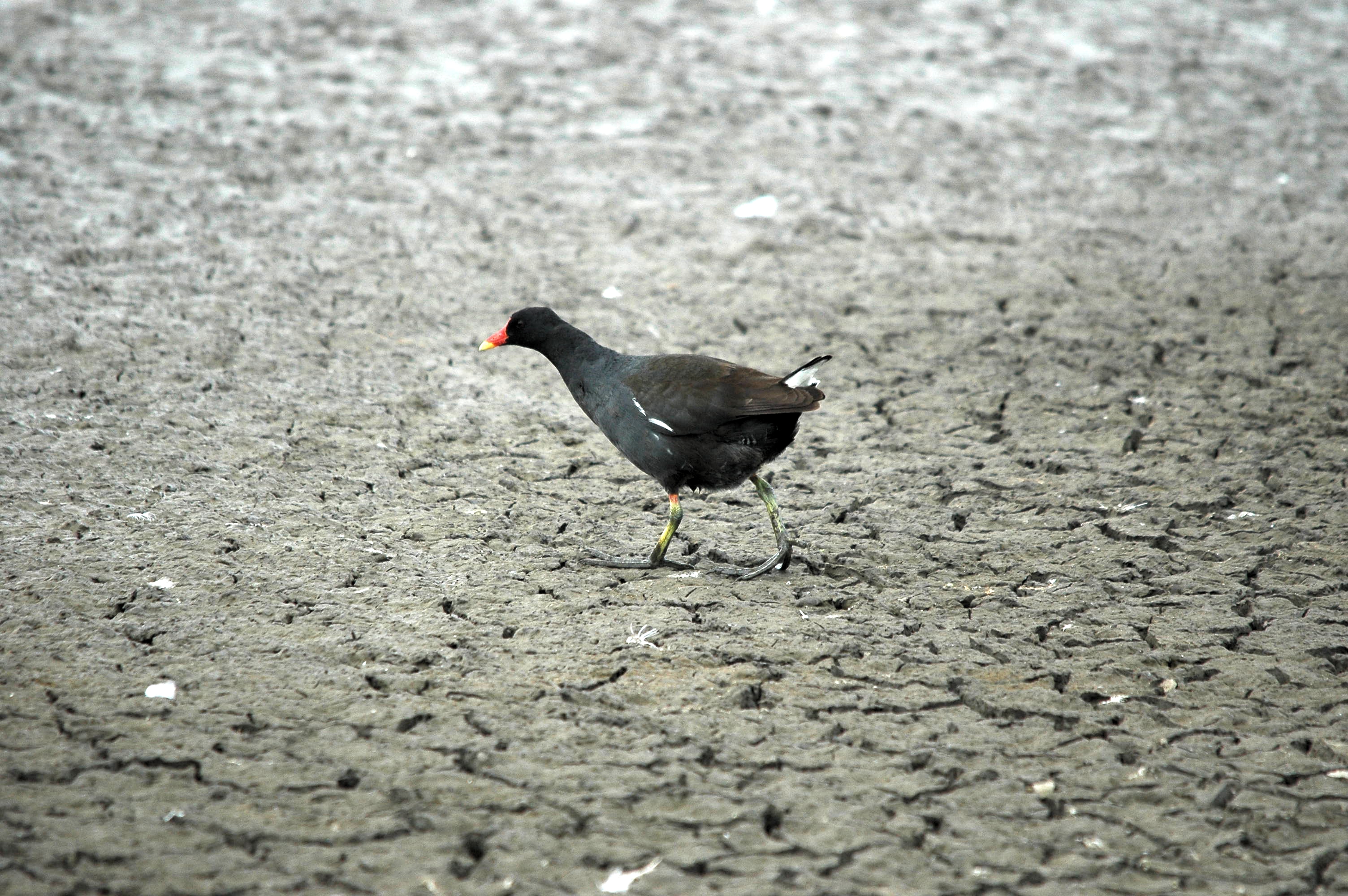 photos/wildlife/Bird_Species/047-Rails-Crakes/1353-Common_Moorhen/dsc_2500.jpg