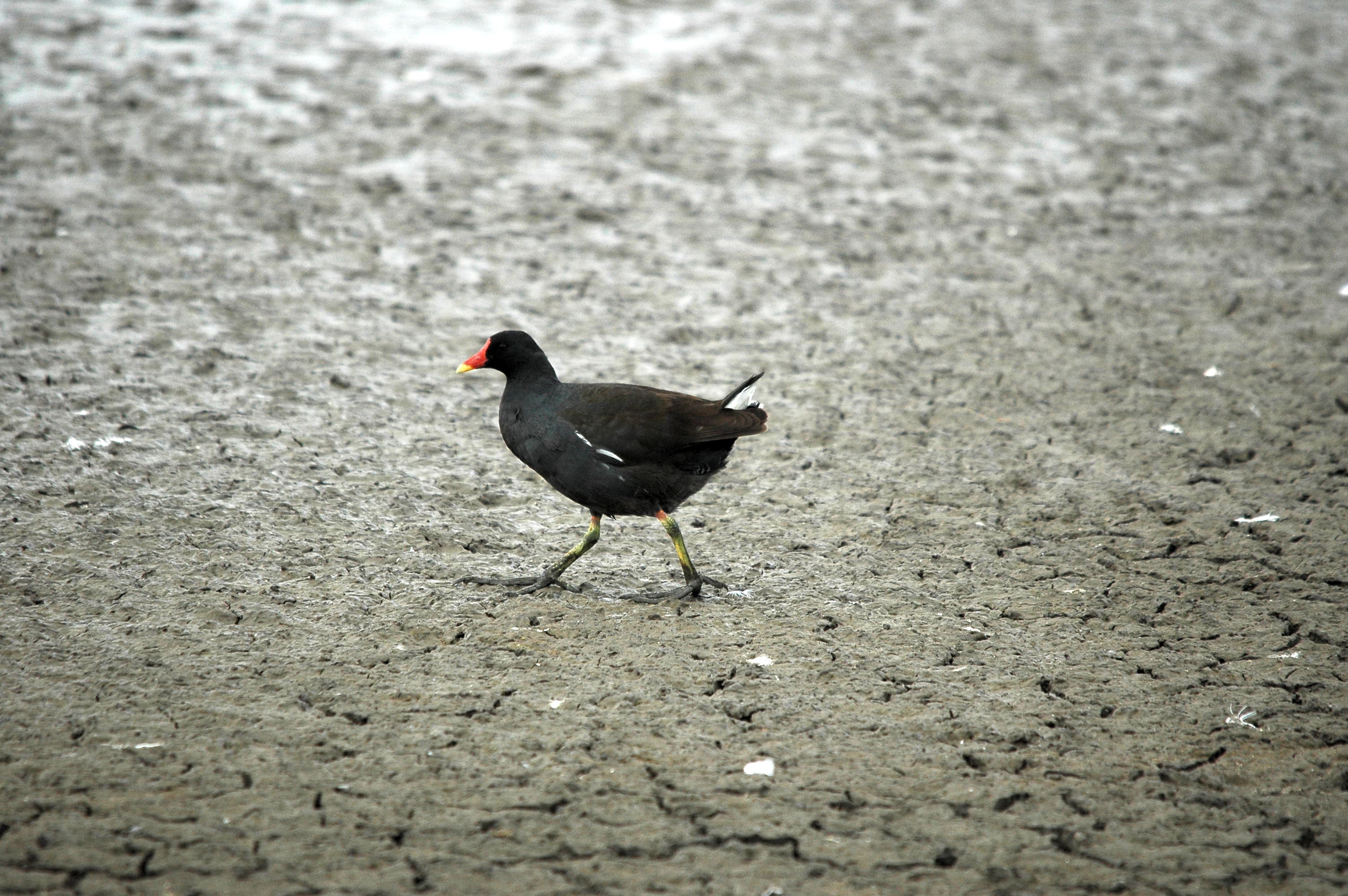 photos/wildlife/Bird_Species/047-Rails-Crakes/1353-Common_Moorhen/dsc_2501.jpg