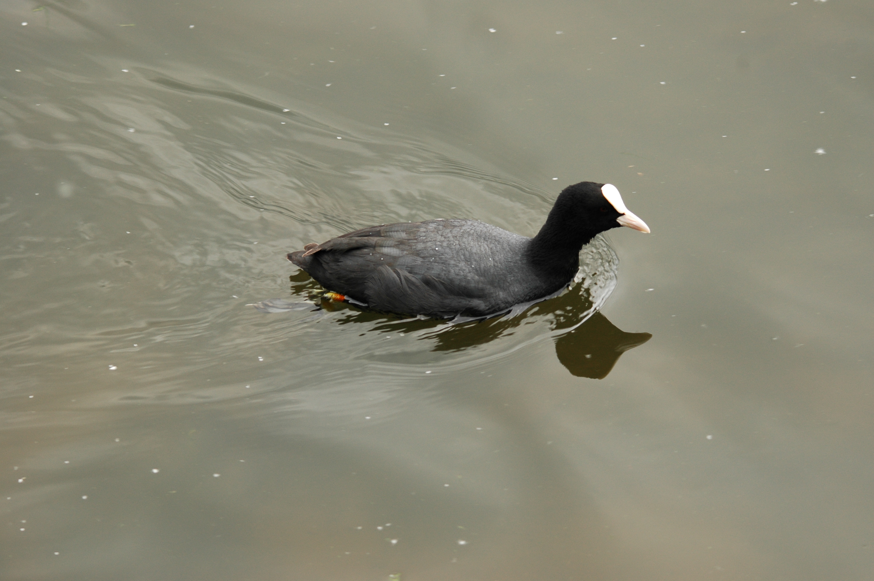 photos/wildlife/Bird_Species/047-Rails-Crakes/1371-Eurasian_Coot/DSC_5610.JPG