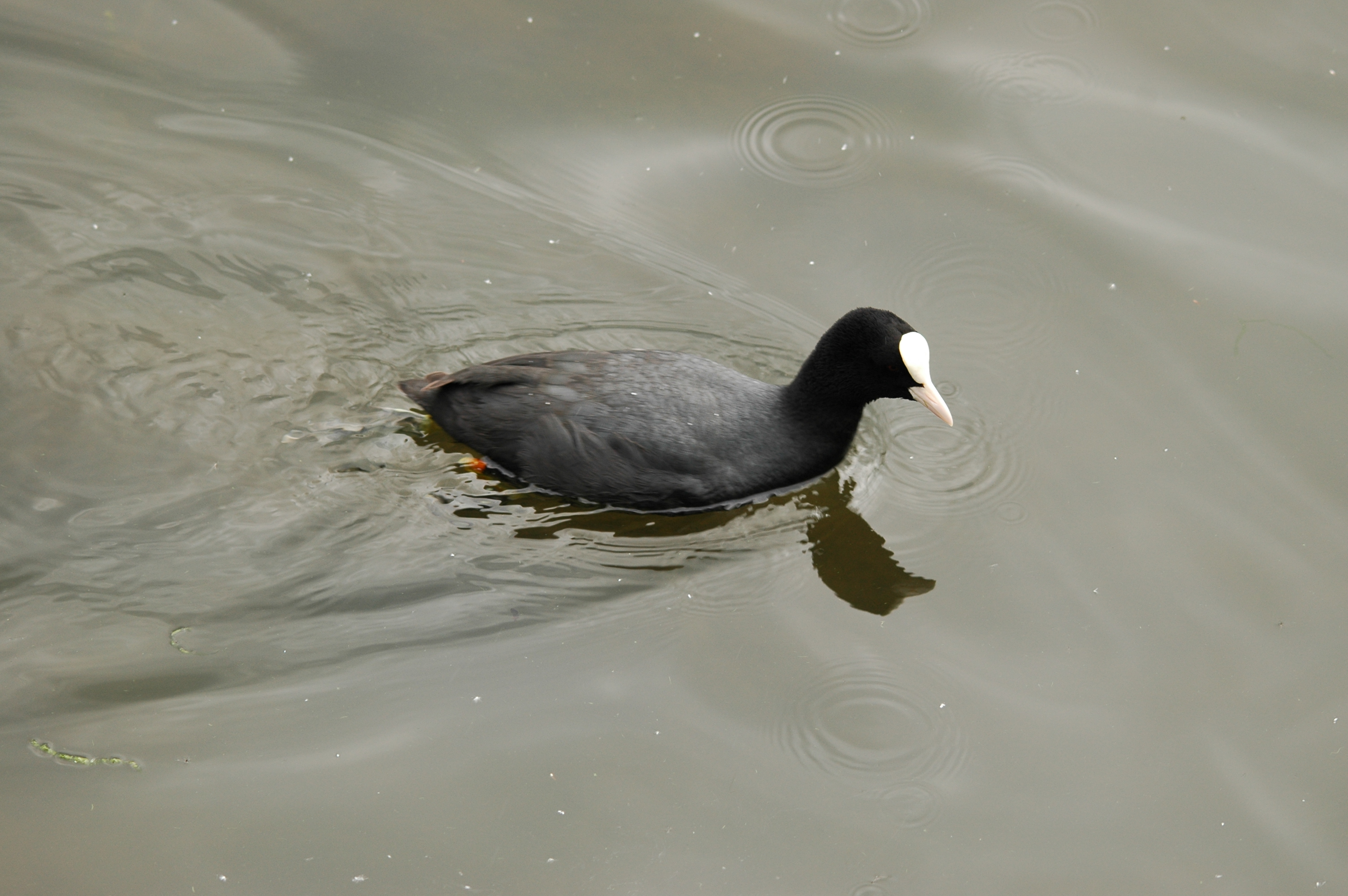 photos/wildlife/Bird_Species/047-Rails-Crakes/1371-Eurasian_Coot/DSC_5611.JPG