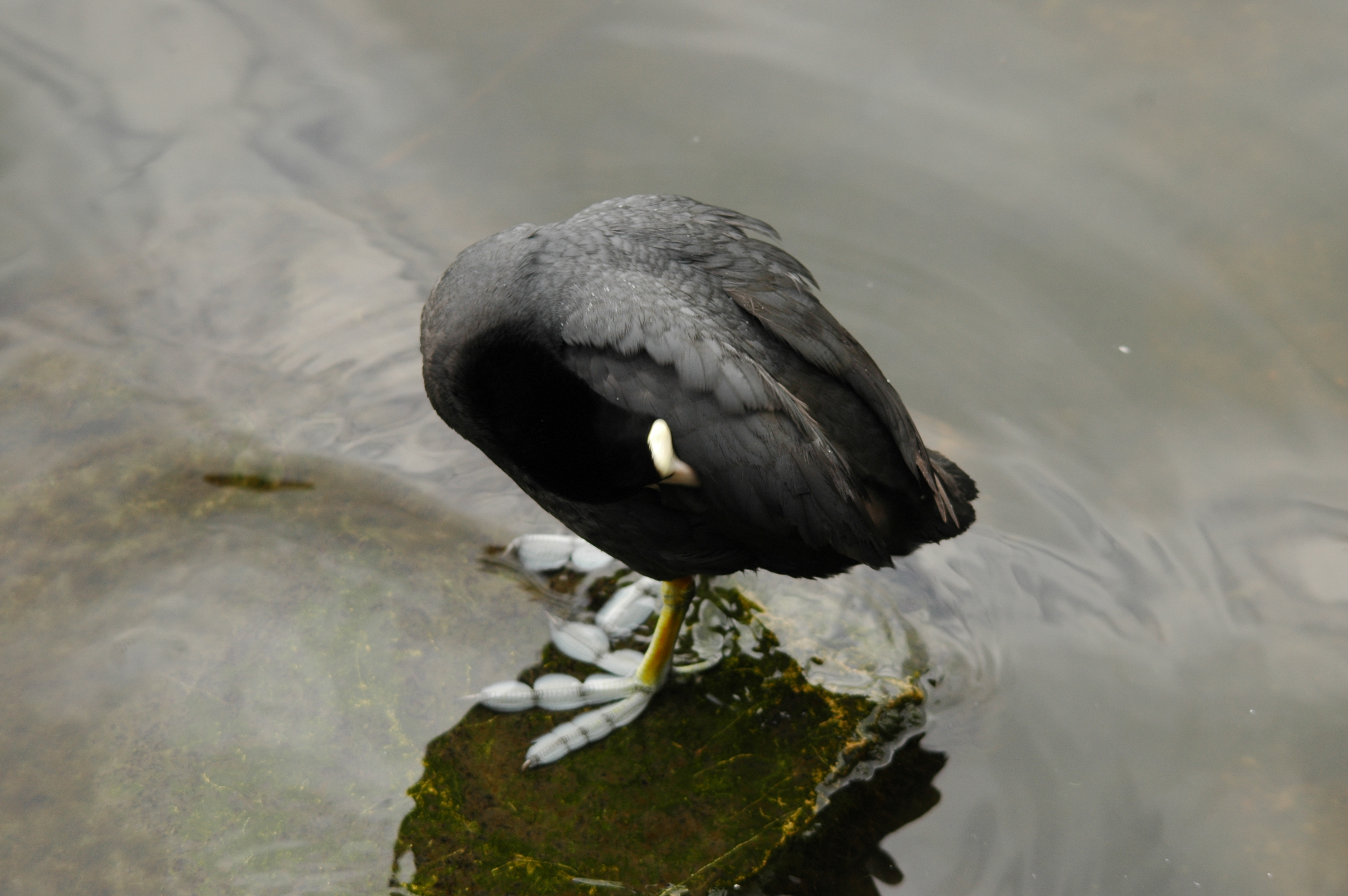photos/wildlife/Bird_Species/047-Rails-Crakes/1371-Eurasian_Coot/DSC_5612.JPG