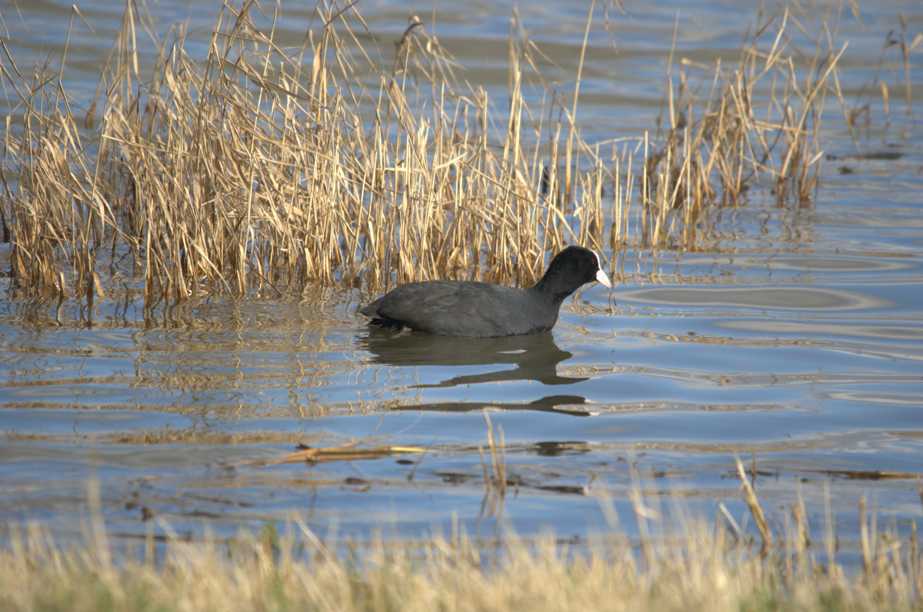 photos/wildlife/Bird_Species/047-Rails-Crakes/1371-Eurasian_Coot/dsc_1988.jpeg