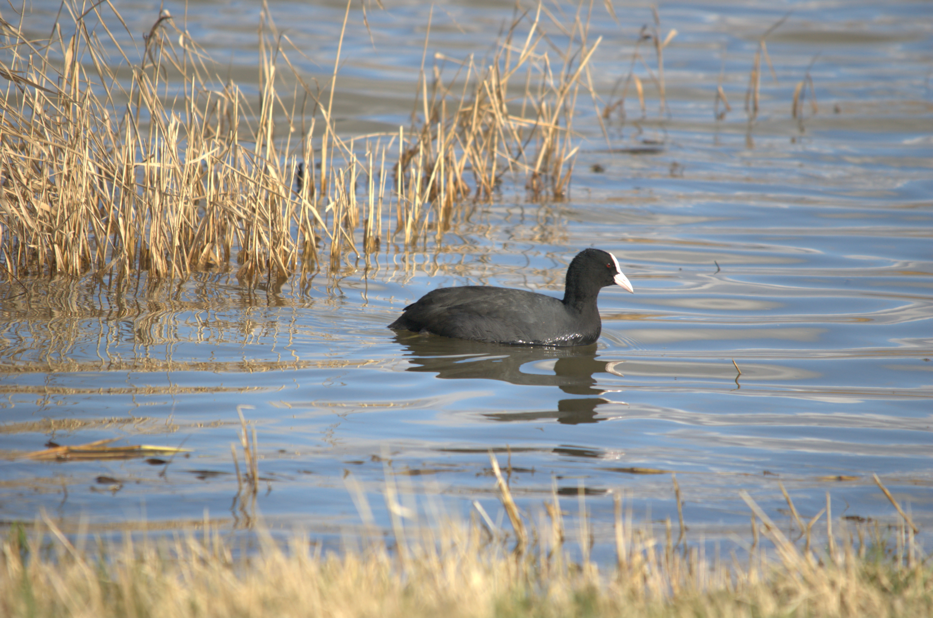 photos/wildlife/Bird_Species/047-Rails-Crakes/1371-Eurasian_Coot/dsc_1989.jpeg
