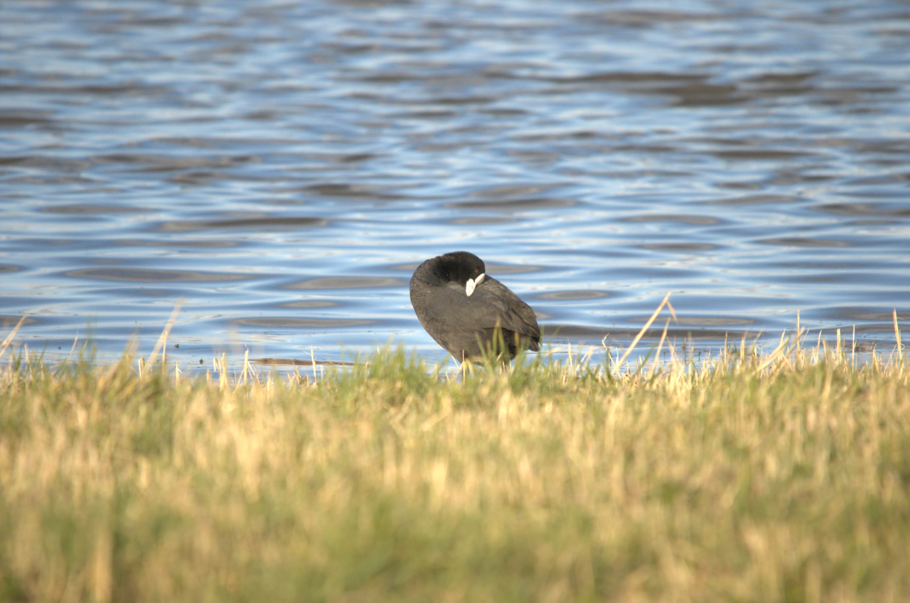 photos/wildlife/Bird_Species/047-Rails-Crakes/1371-Eurasian_Coot/dsc_2002.jpeg