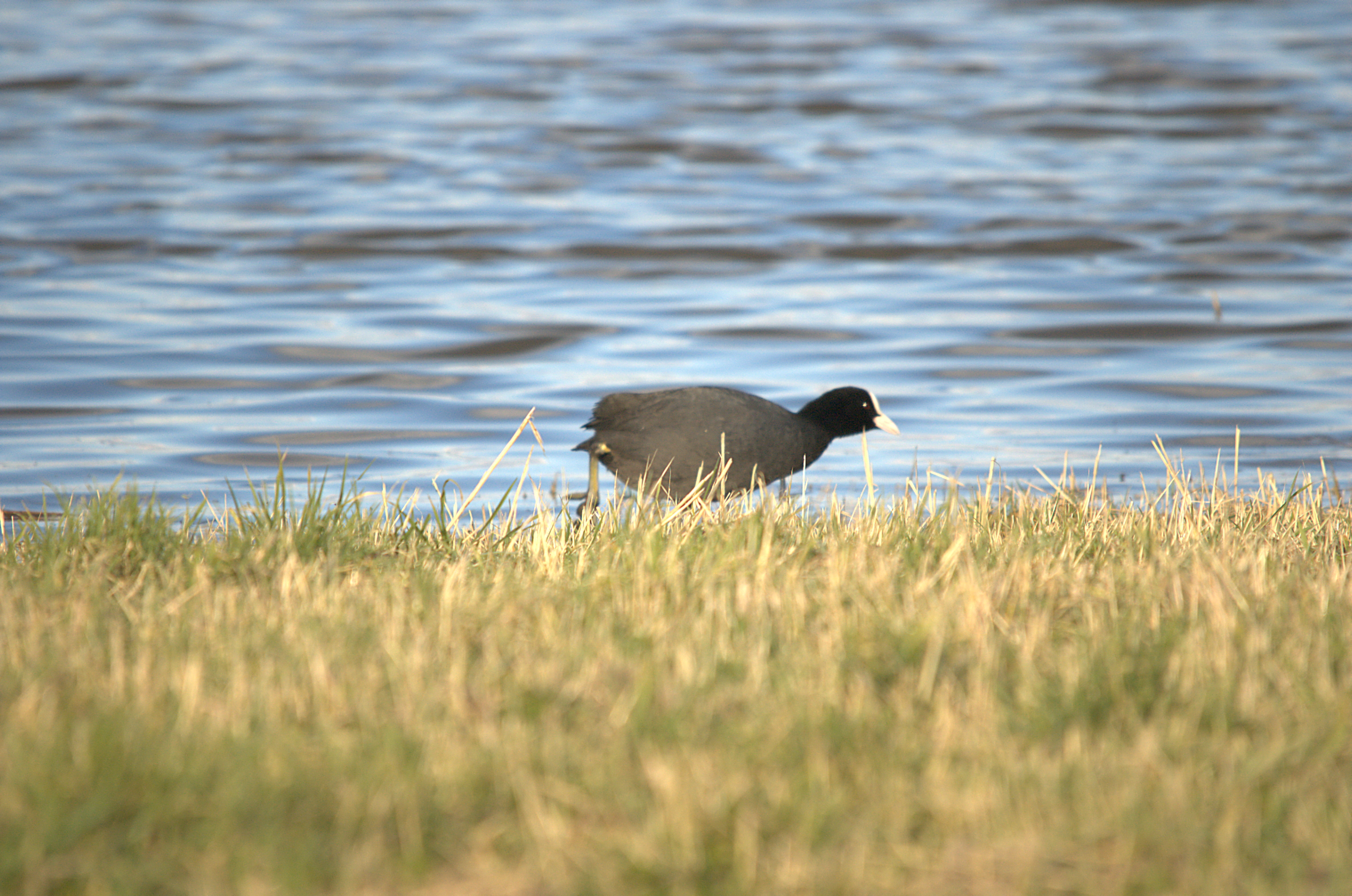 photos/wildlife/Bird_Species/047-Rails-Crakes/1371-Eurasian_Coot/dsc_2003.jpeg