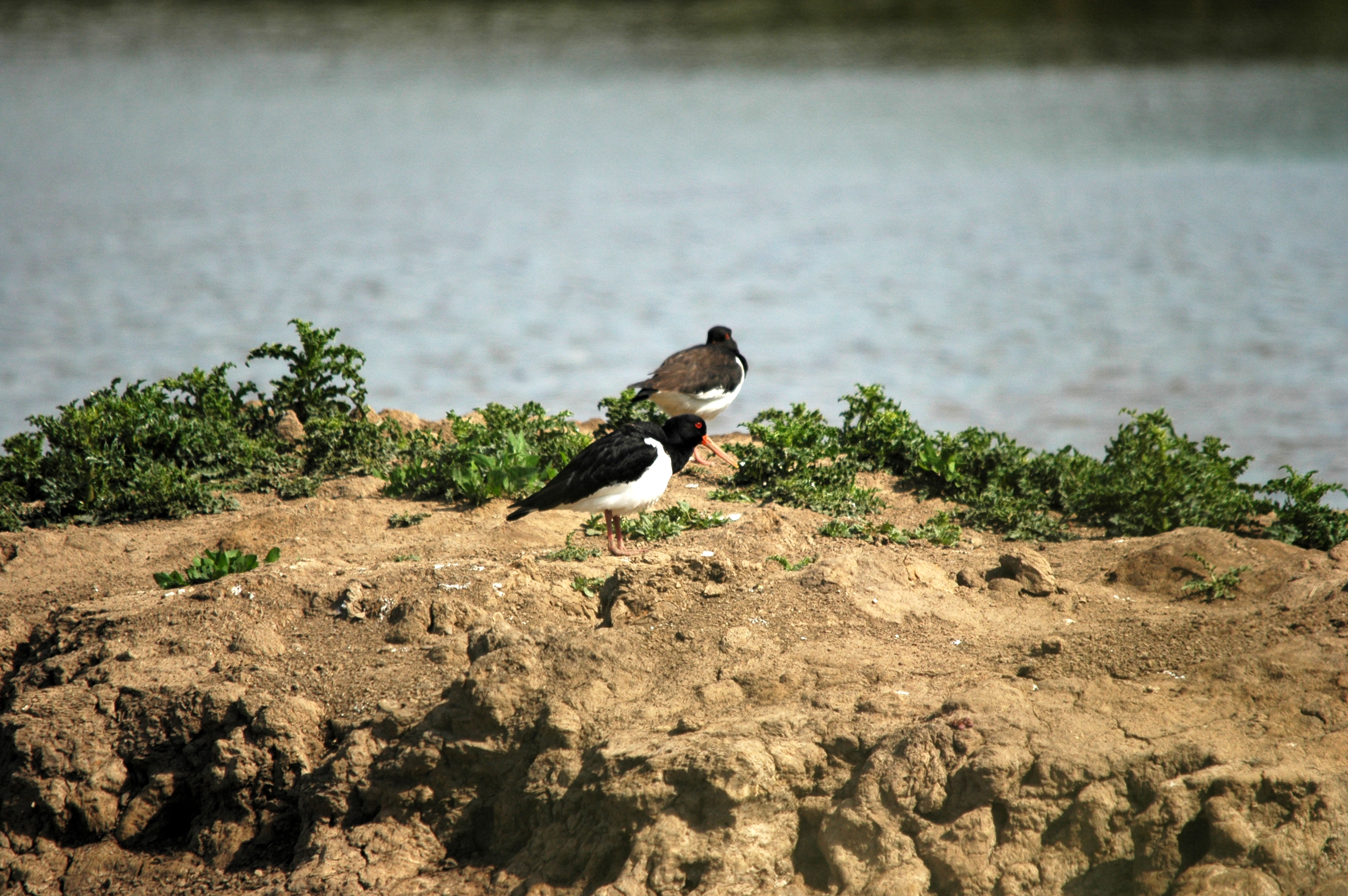 photos/wildlife/Bird_Species/057-Oystercatchers/1418-Eurasian_Oystercatcher/DSC_6080.JPG