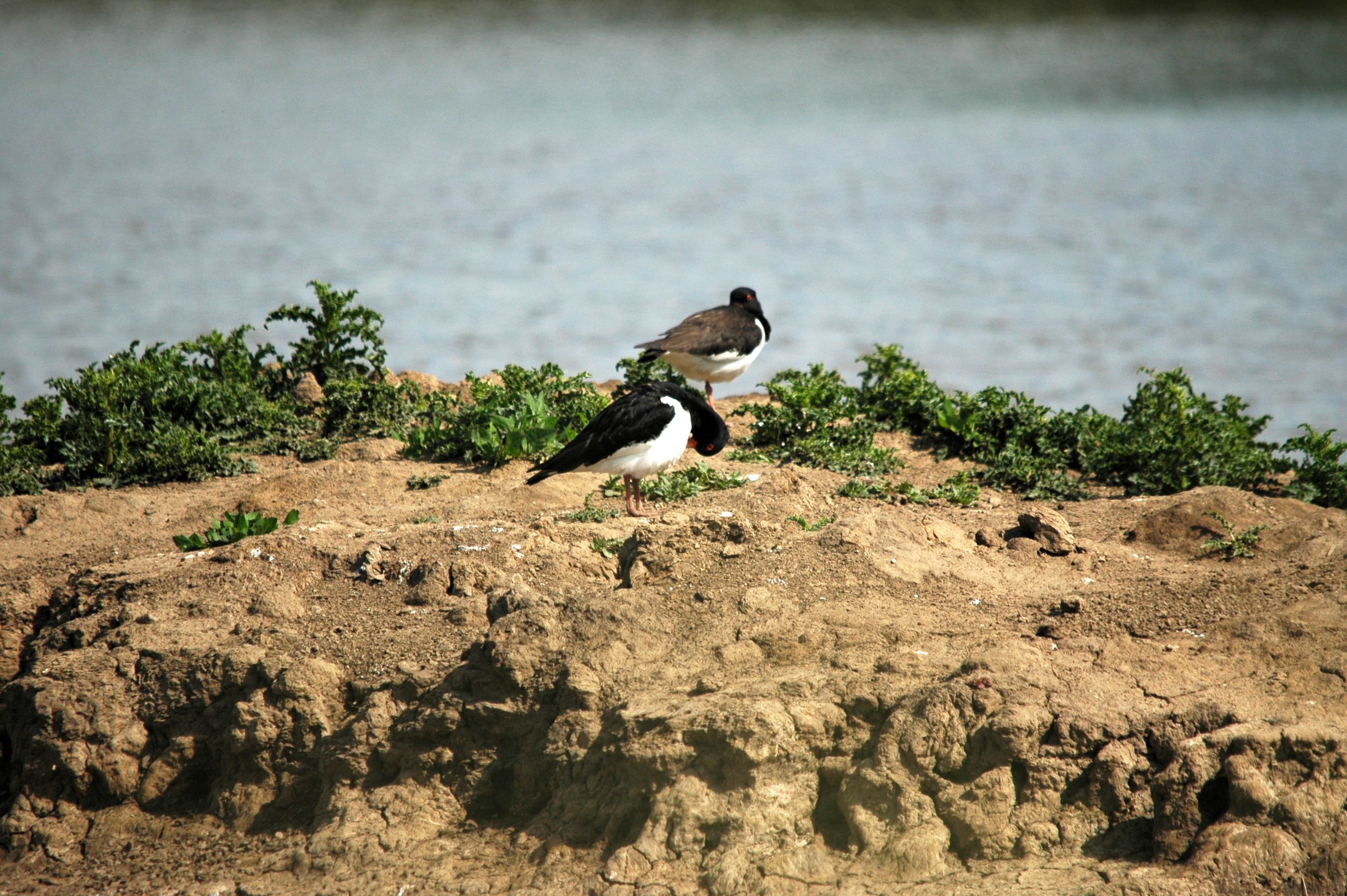 photos/wildlife/Bird_Species/057-Oystercatchers/1418-Eurasian_Oystercatcher/DSC_6081.JPG
