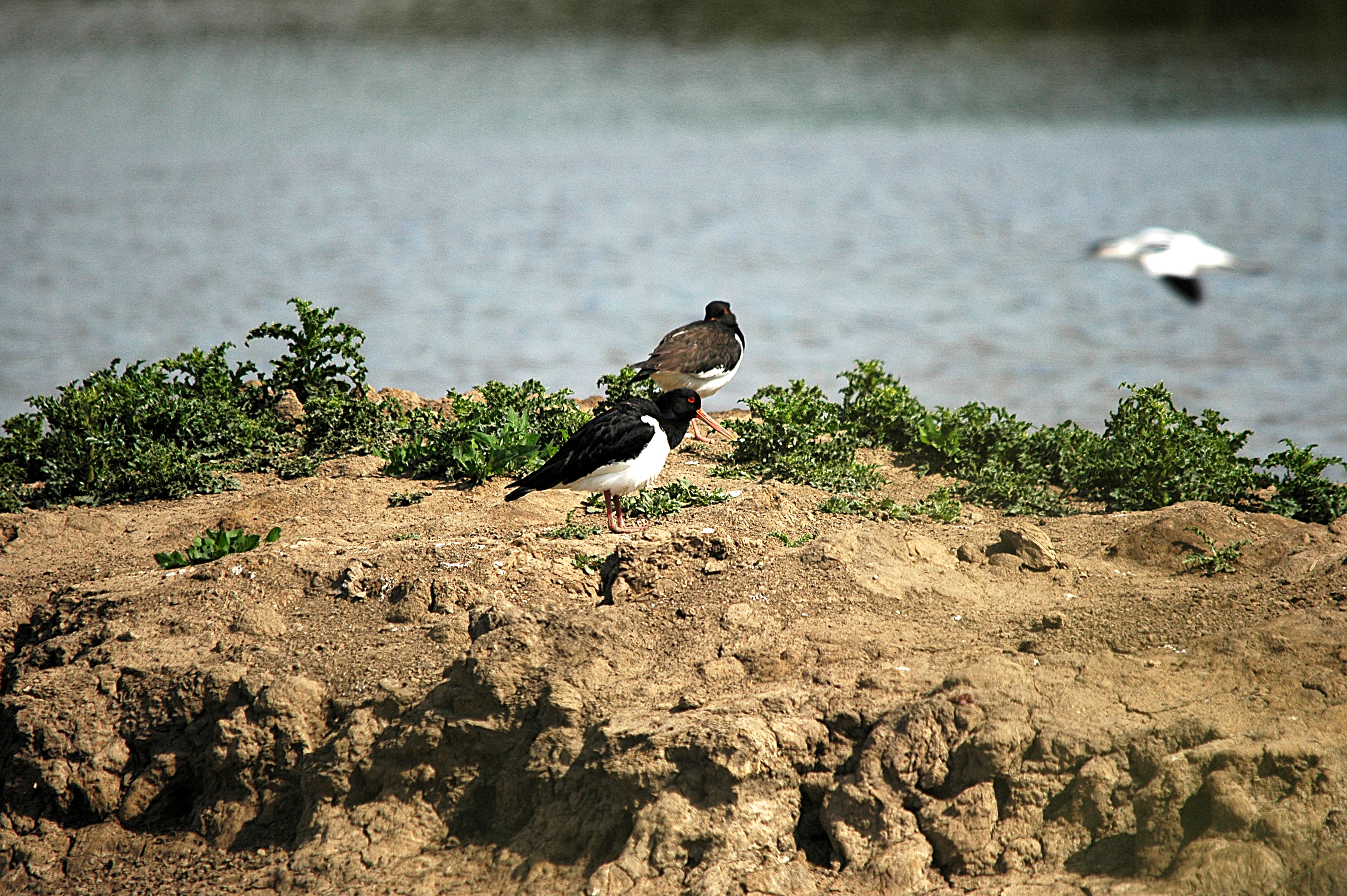 photos/wildlife/Bird_Species/057-Oystercatchers/1418-Eurasian_Oystercatcher/DSC_6082.JPG