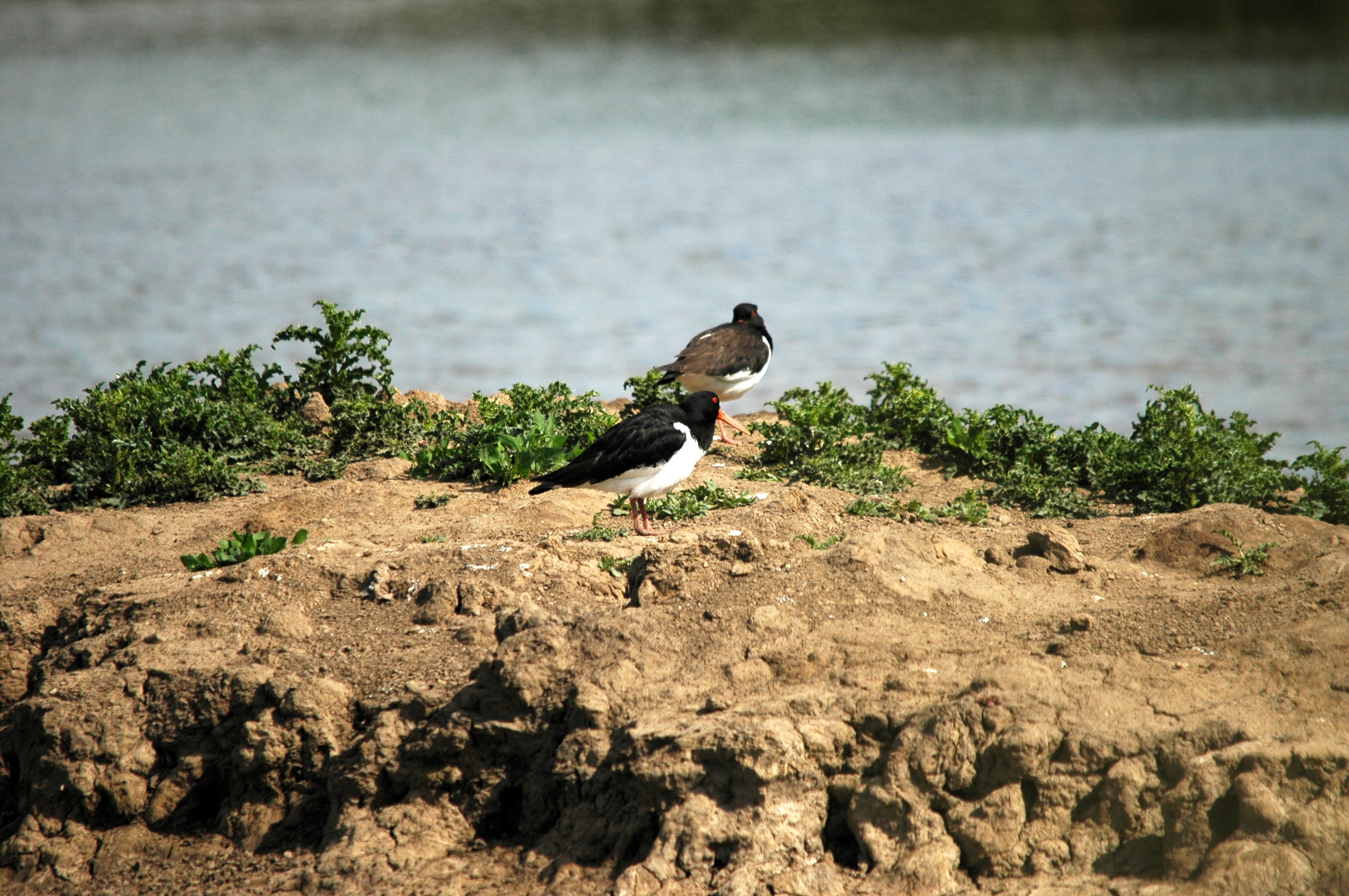 photos/wildlife/Bird_Species/057-Oystercatchers/1418-Eurasian_Oystercatcher/DSC_6083.JPG