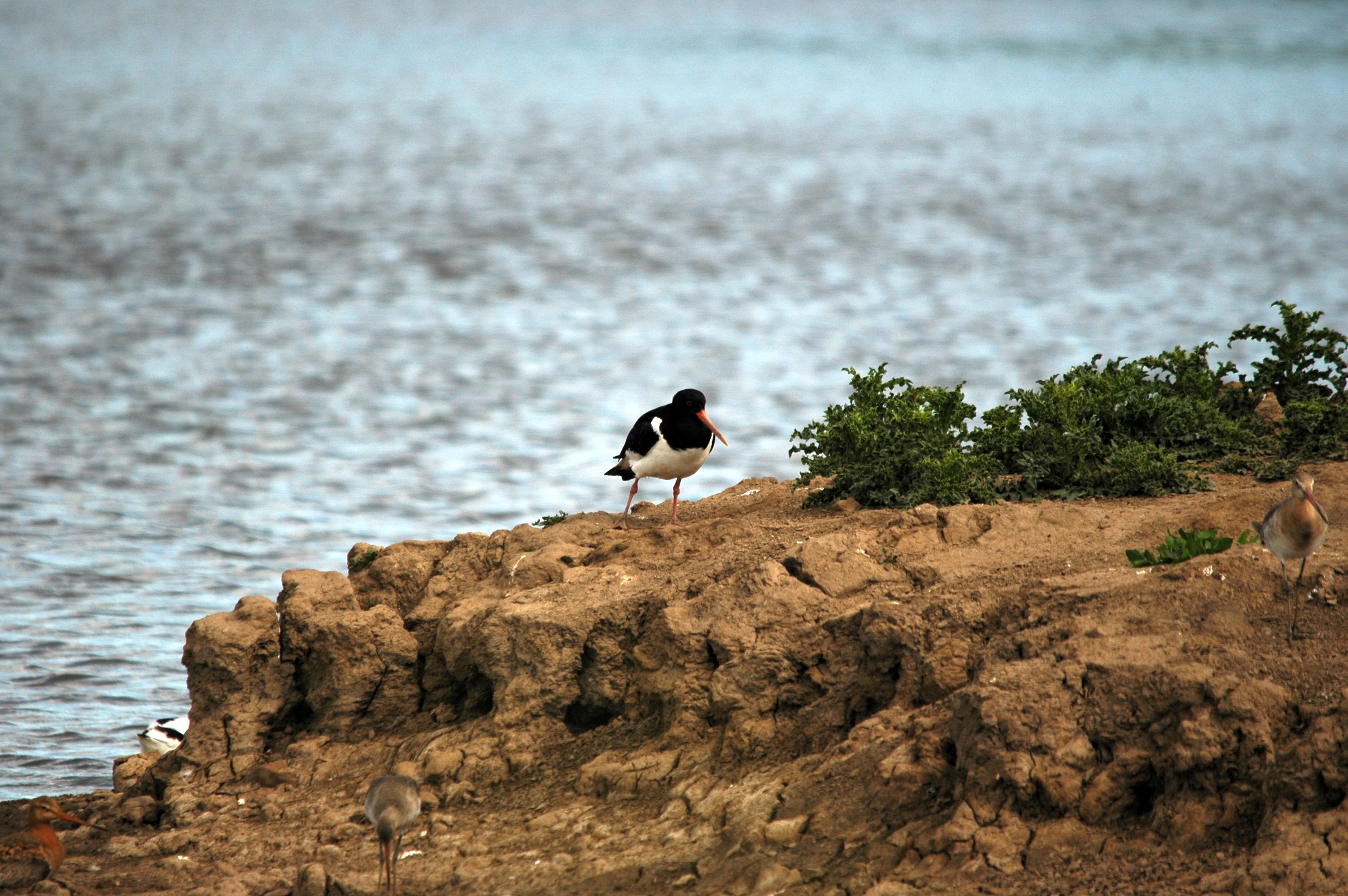 photos/wildlife/Bird_Species/057-Oystercatchers/1418-Eurasian_Oystercatcher/DSC_6087.JPG