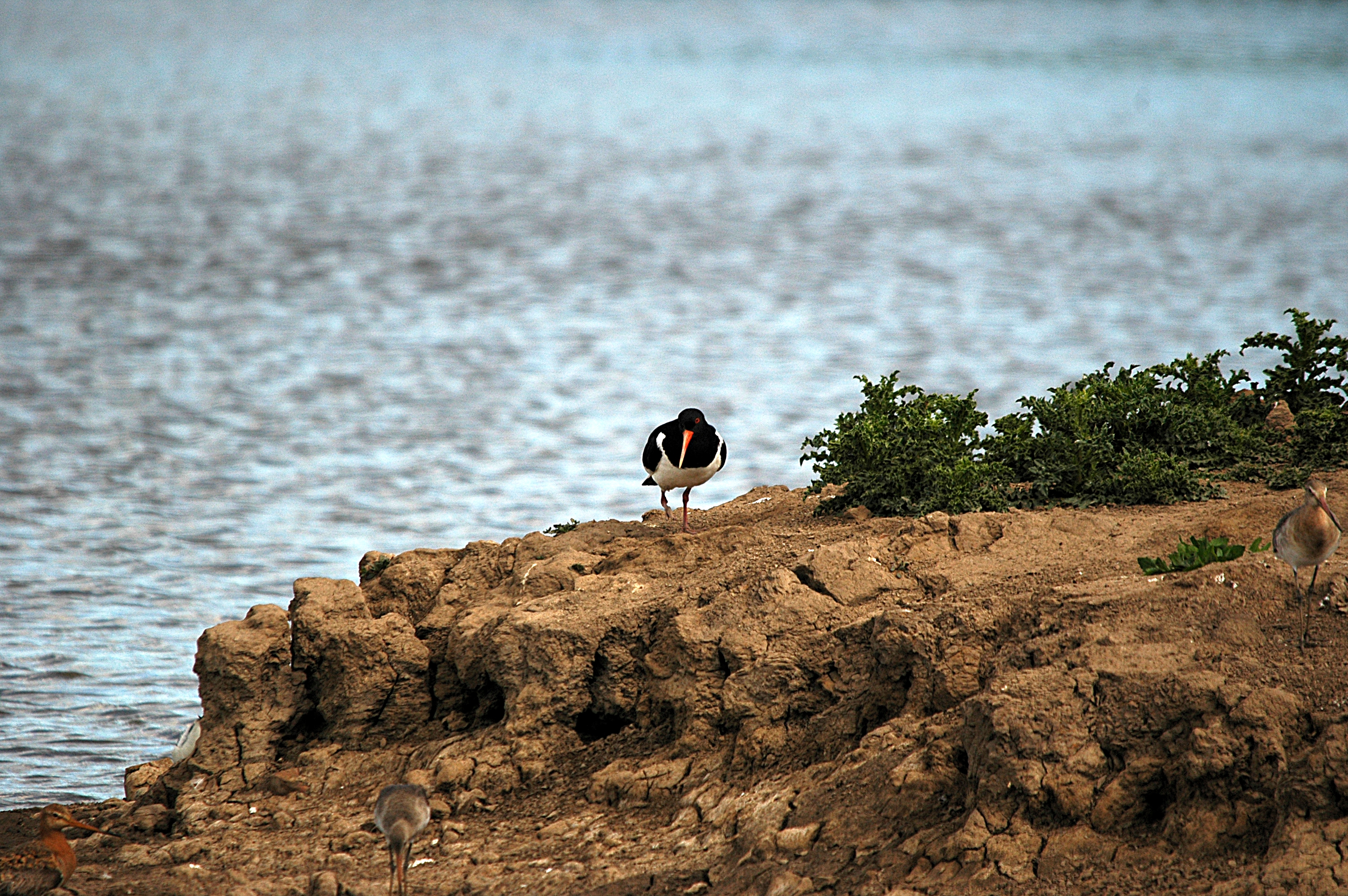 photos/wildlife/Bird_Species/057-Oystercatchers/1418-Eurasian_Oystercatcher/DSC_6088.JPG