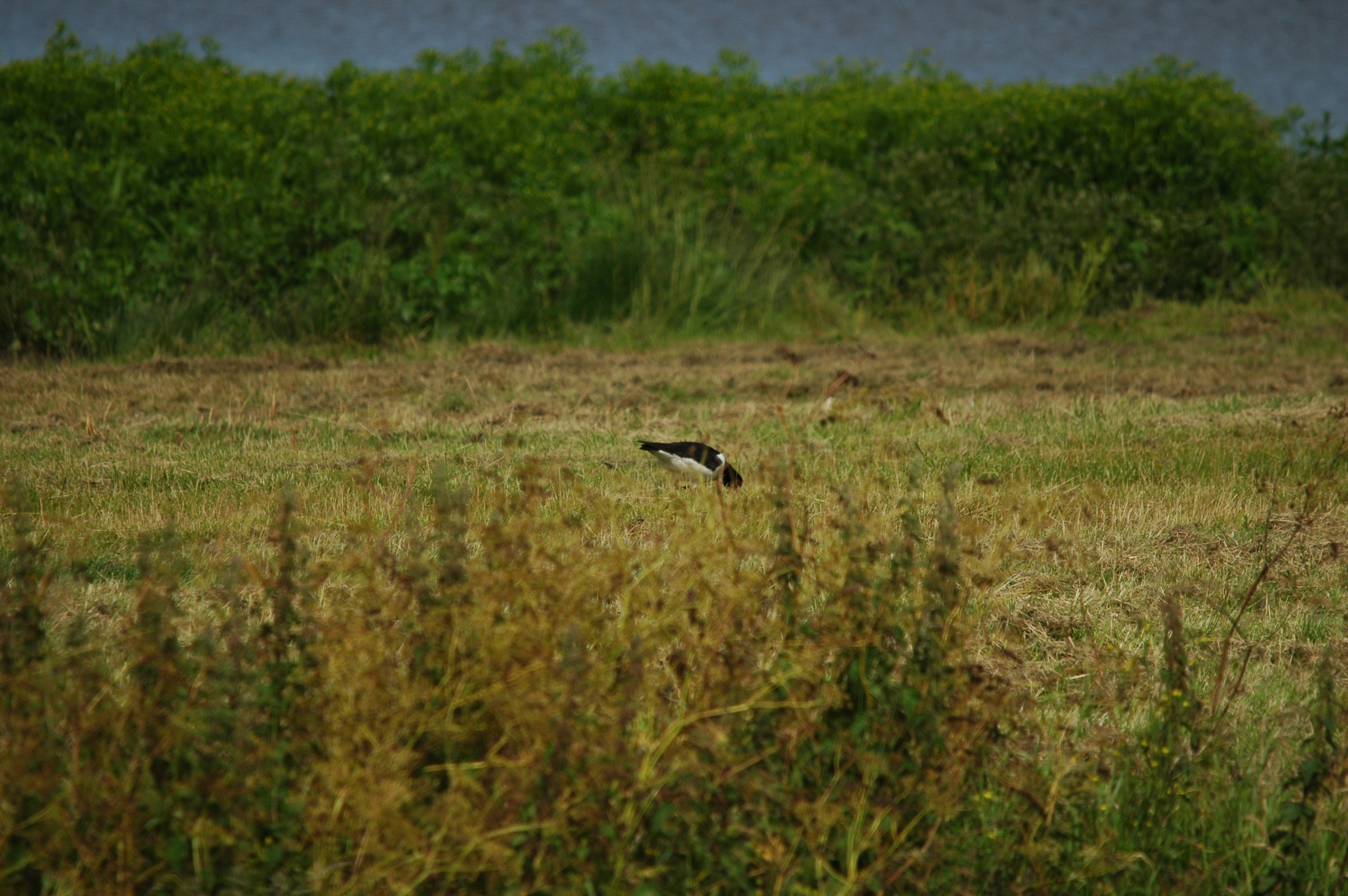 photos/wildlife/Bird_Species/057-Oystercatchers/1418-Eurasian_Oystercatcher/DSC_6190.JPG