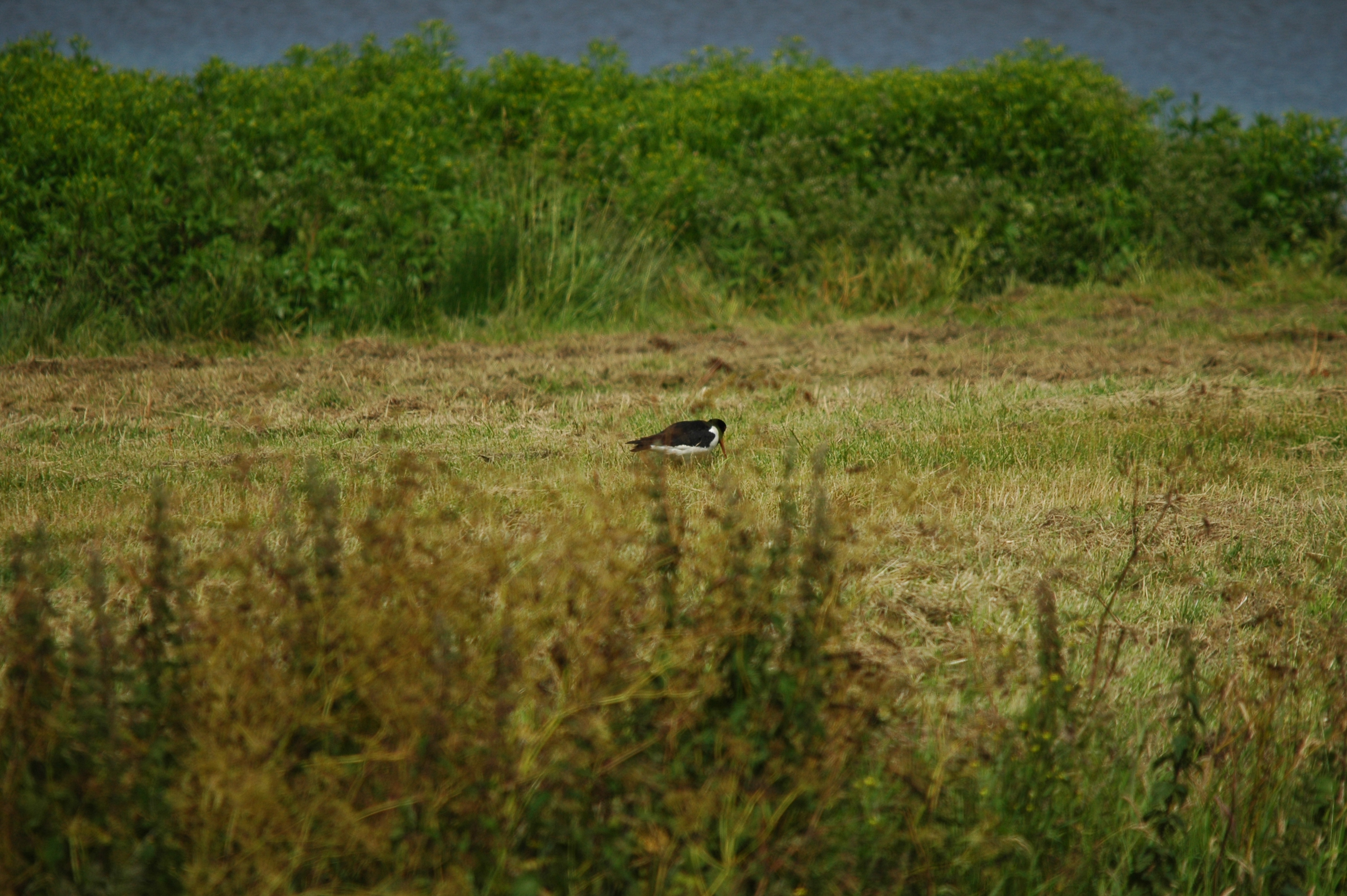 photos/wildlife/Bird_Species/057-Oystercatchers/1418-Eurasian_Oystercatcher/DSC_6191.JPG
