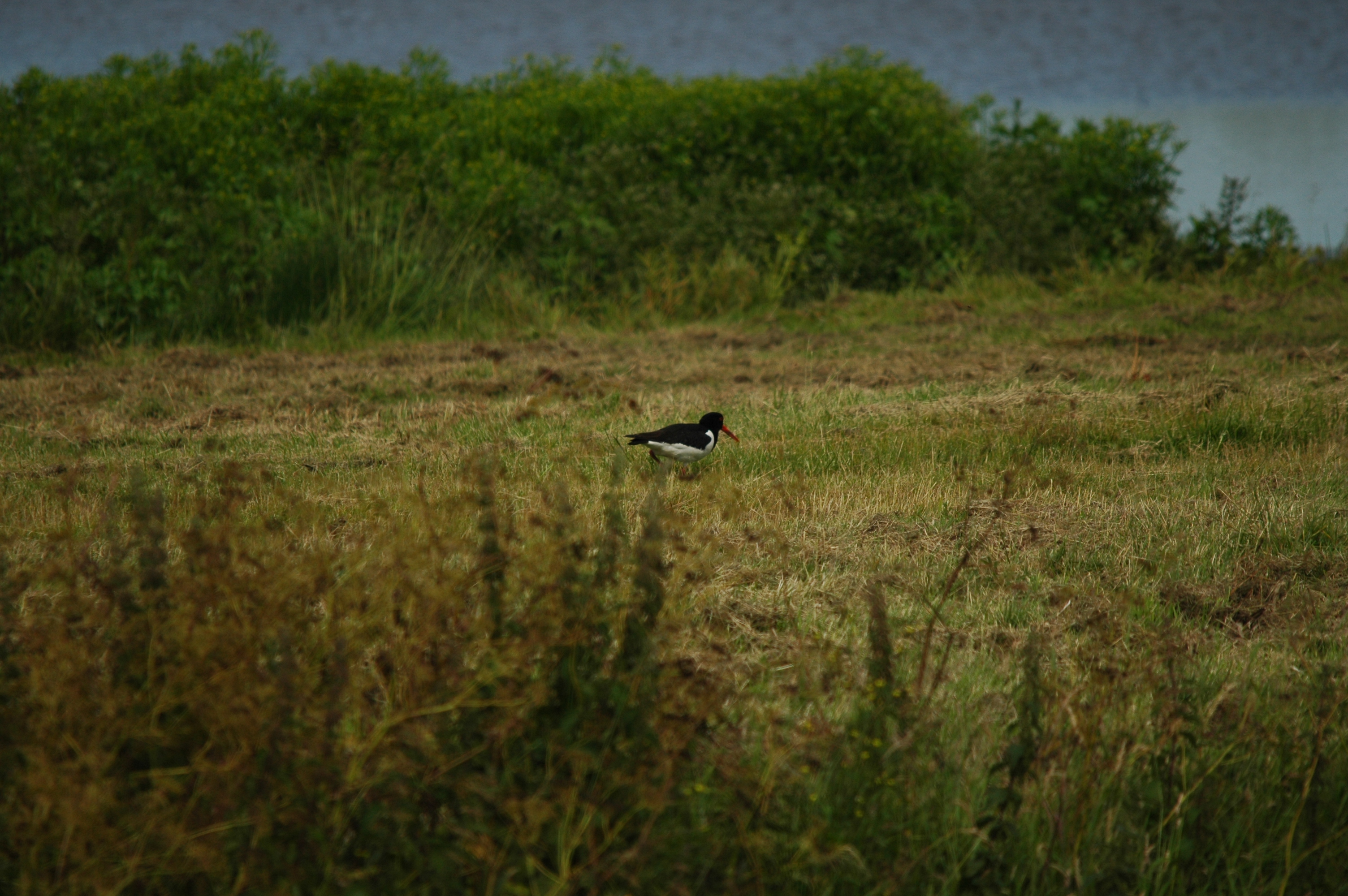 photos/wildlife/Bird_Species/057-Oystercatchers/1418-Eurasian_Oystercatcher/DSC_6192.JPG