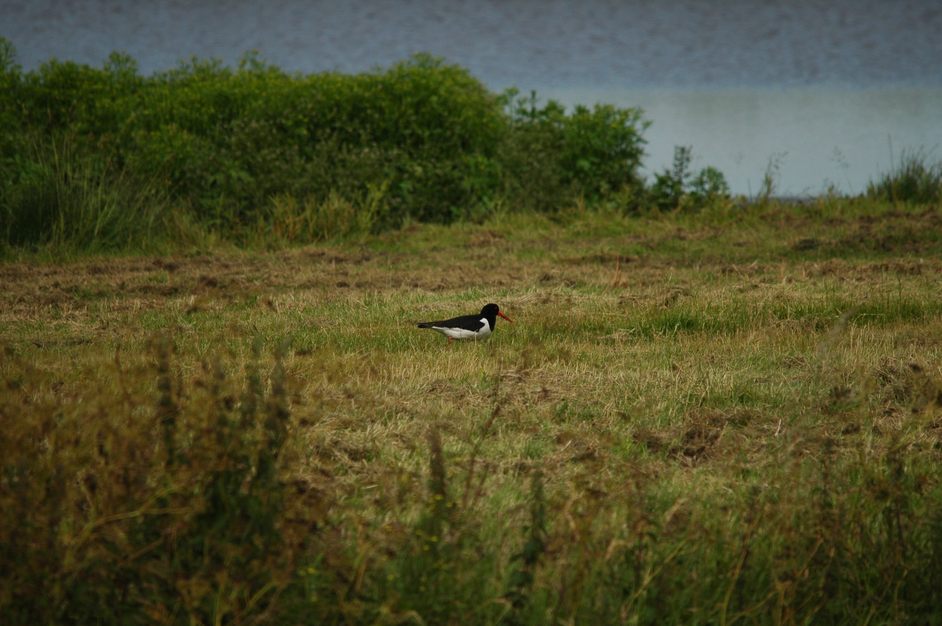 photos/wildlife/Bird_Species/057-Oystercatchers/1418-Eurasian_Oystercatcher/DSC_6193.JPG