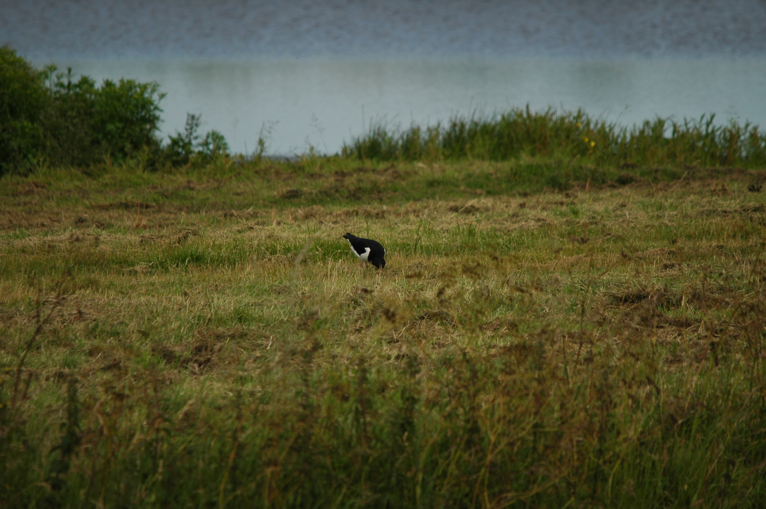 photos/wildlife/Bird_Species/057-Oystercatchers/1418-Eurasian_Oystercatcher/DSC_6194.JPG