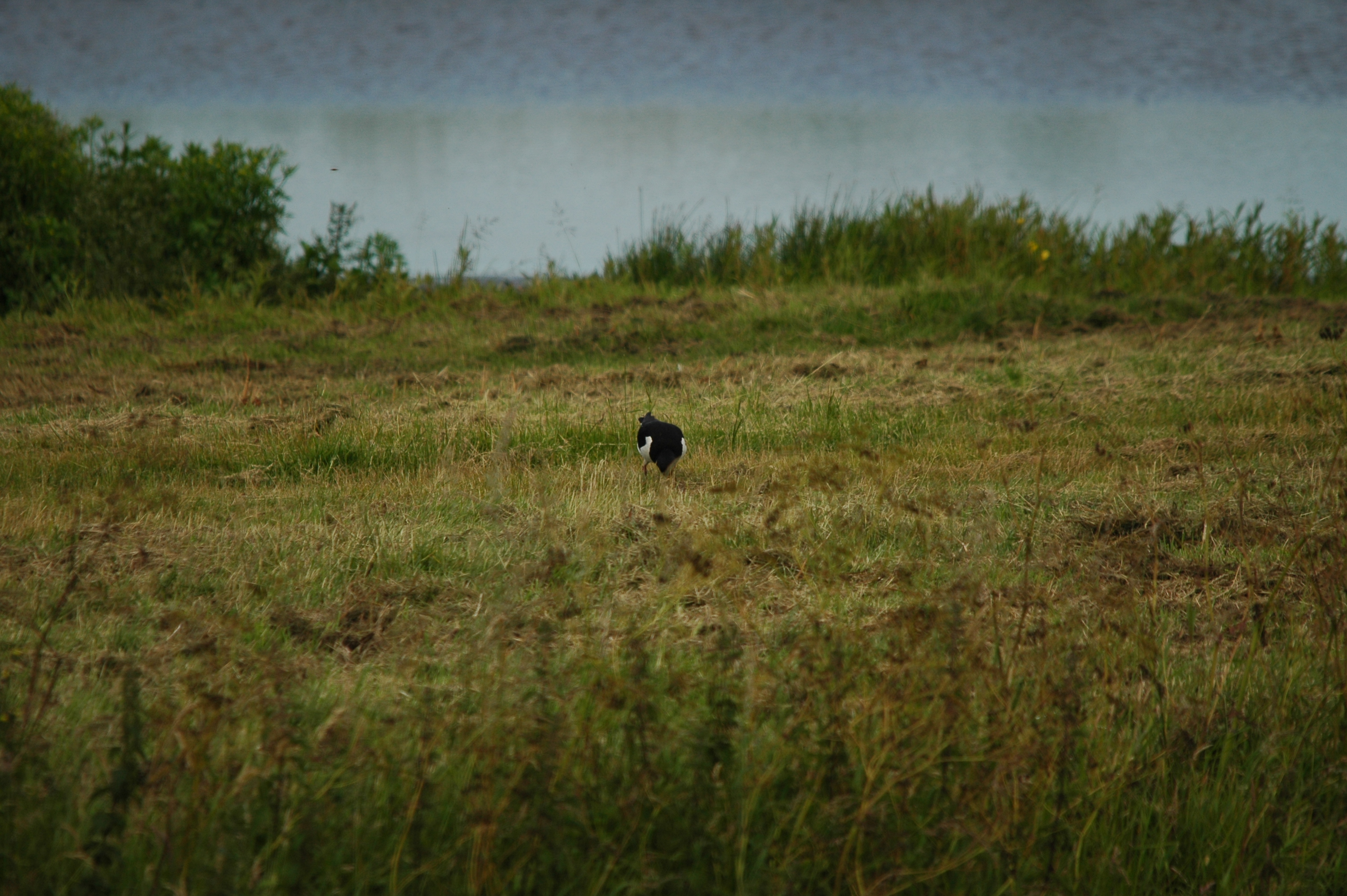photos/wildlife/Bird_Species/057-Oystercatchers/1418-Eurasian_Oystercatcher/DSC_6195.JPG