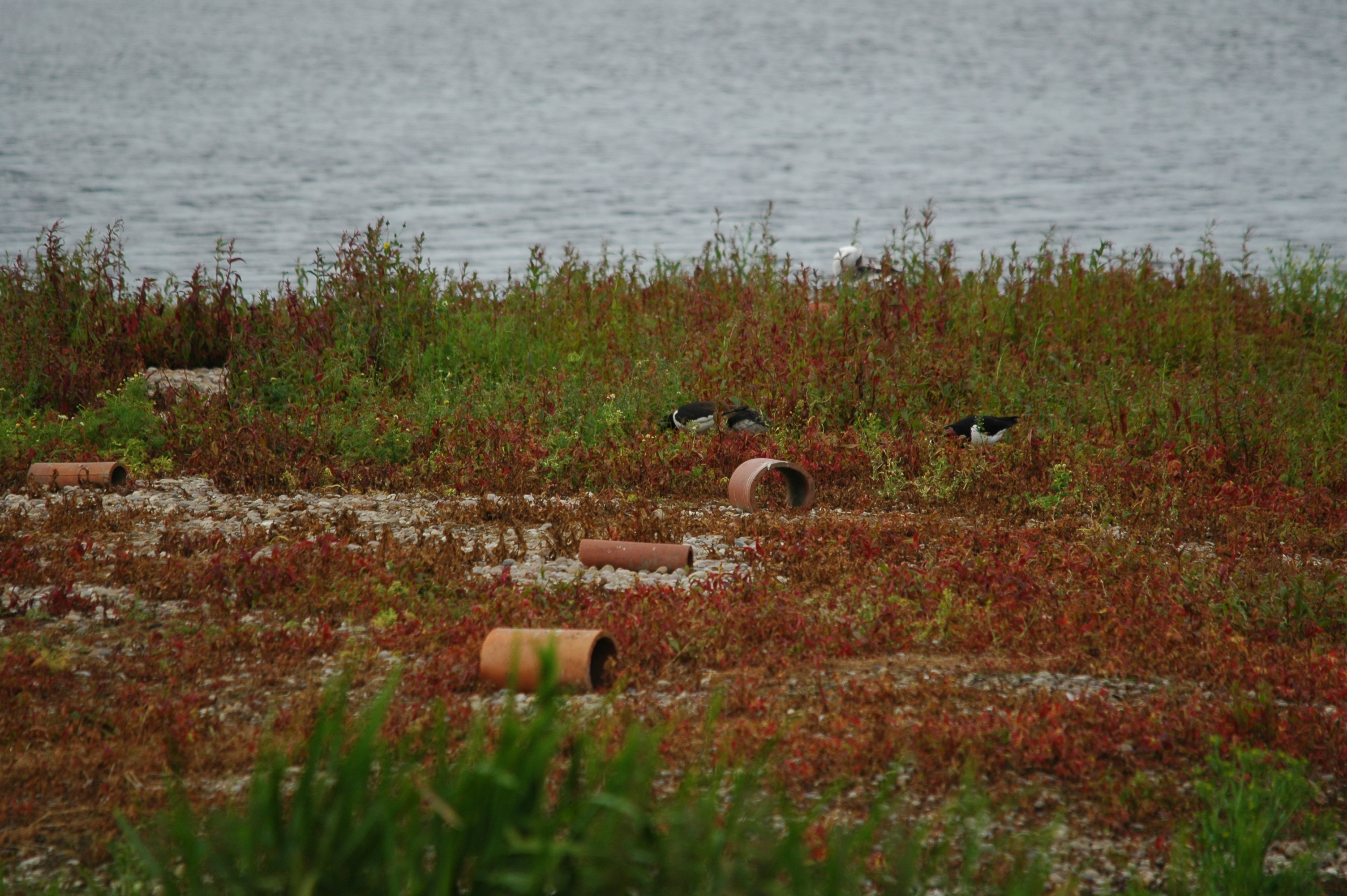 photos/wildlife/Bird_Species/057-Oystercatchers/1418-Eurasian_Oystercatcher/DSC_6213.JPG