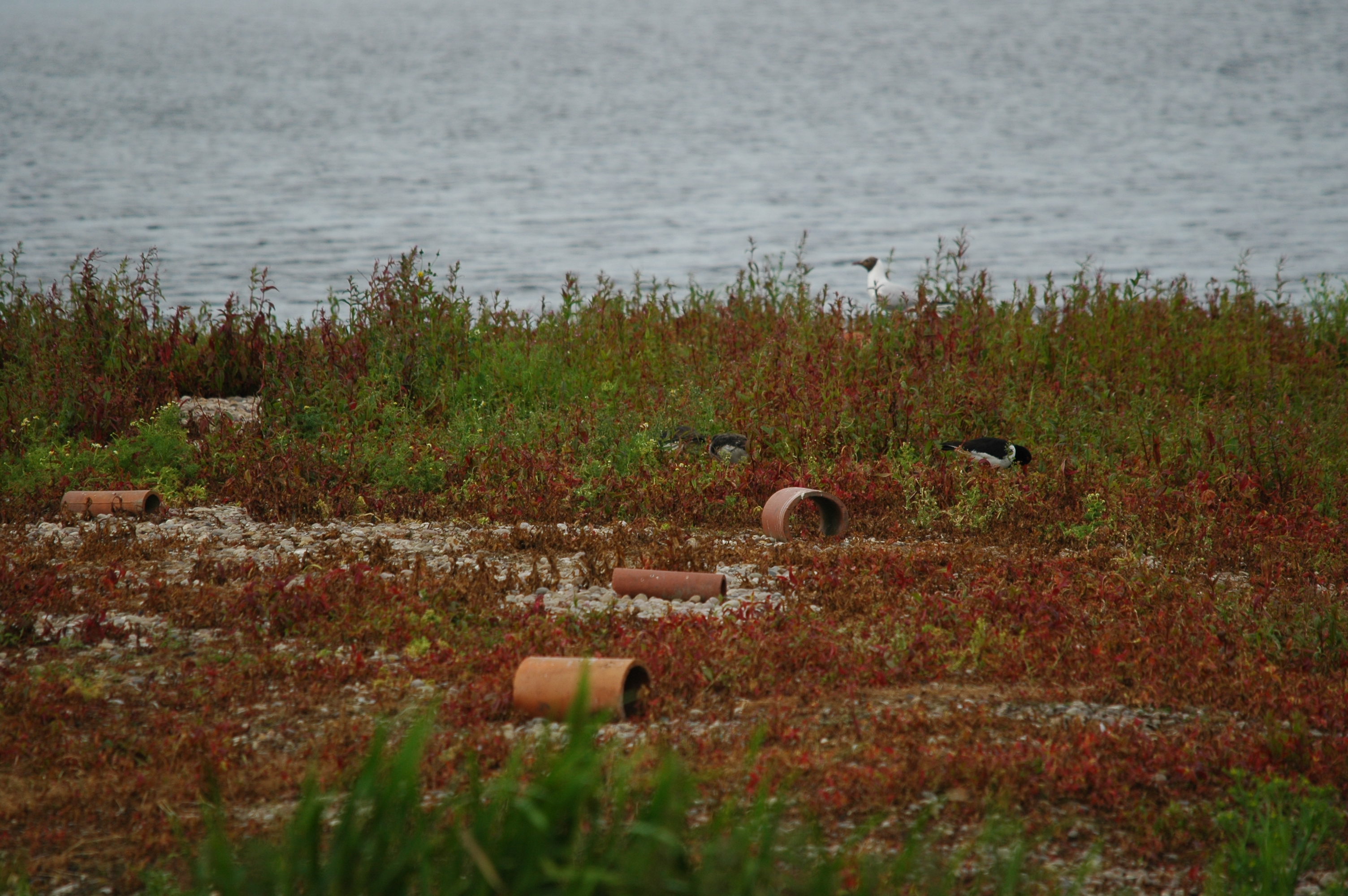 photos/wildlife/Bird_Species/057-Oystercatchers/1418-Eurasian_Oystercatcher/DSC_6214.JPG